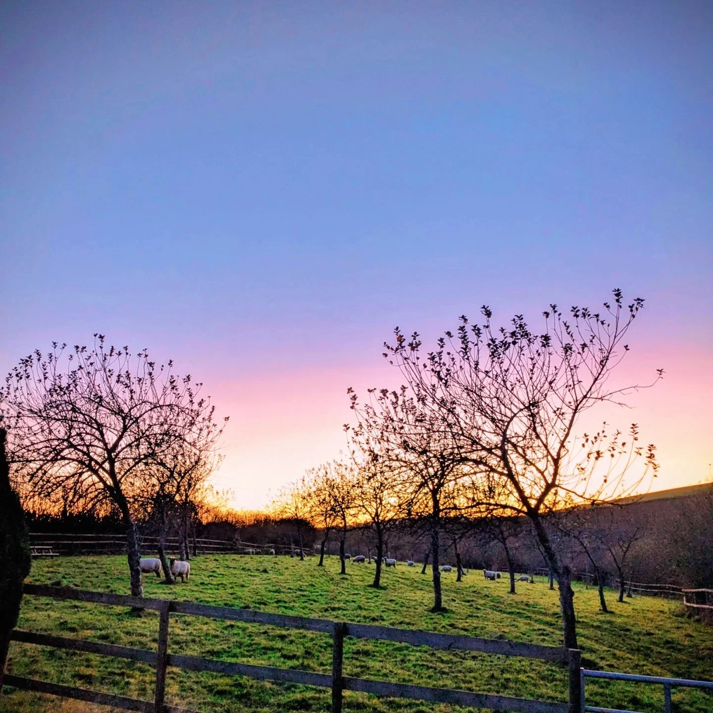 orchard sunset .jpg