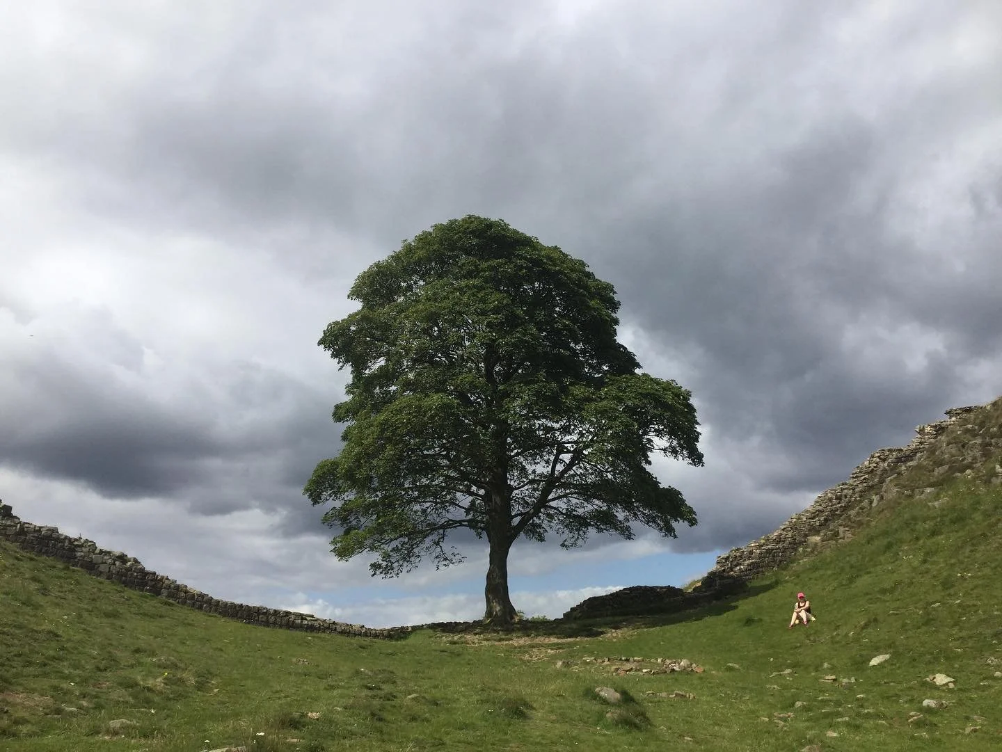 Cant believe this has been mindlessly chopped down 😰glad we visited back in 2020, thanks for the beautiful memories 🌳💚 #sycamoregap #sycamore #trees #nature #naturelover #brokenheart #richardwensley #notlikeparis #sycamoregaptree #sycamoregapnorth