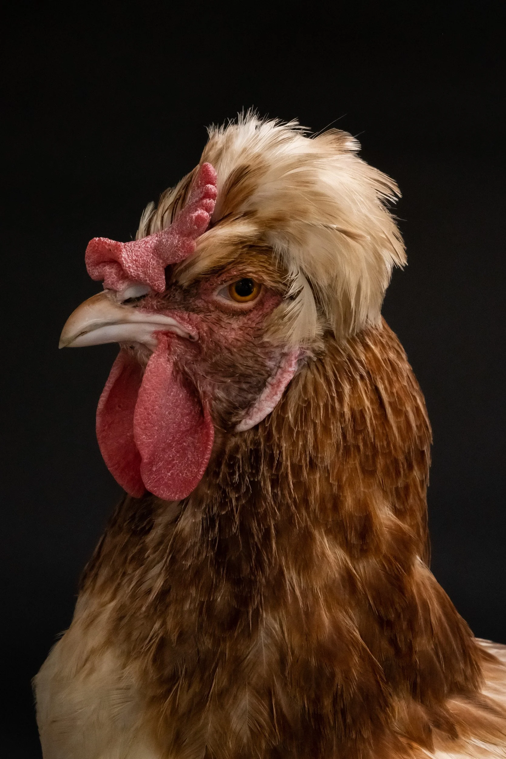 Chicken_04© Janina Laszlo-2.jpg