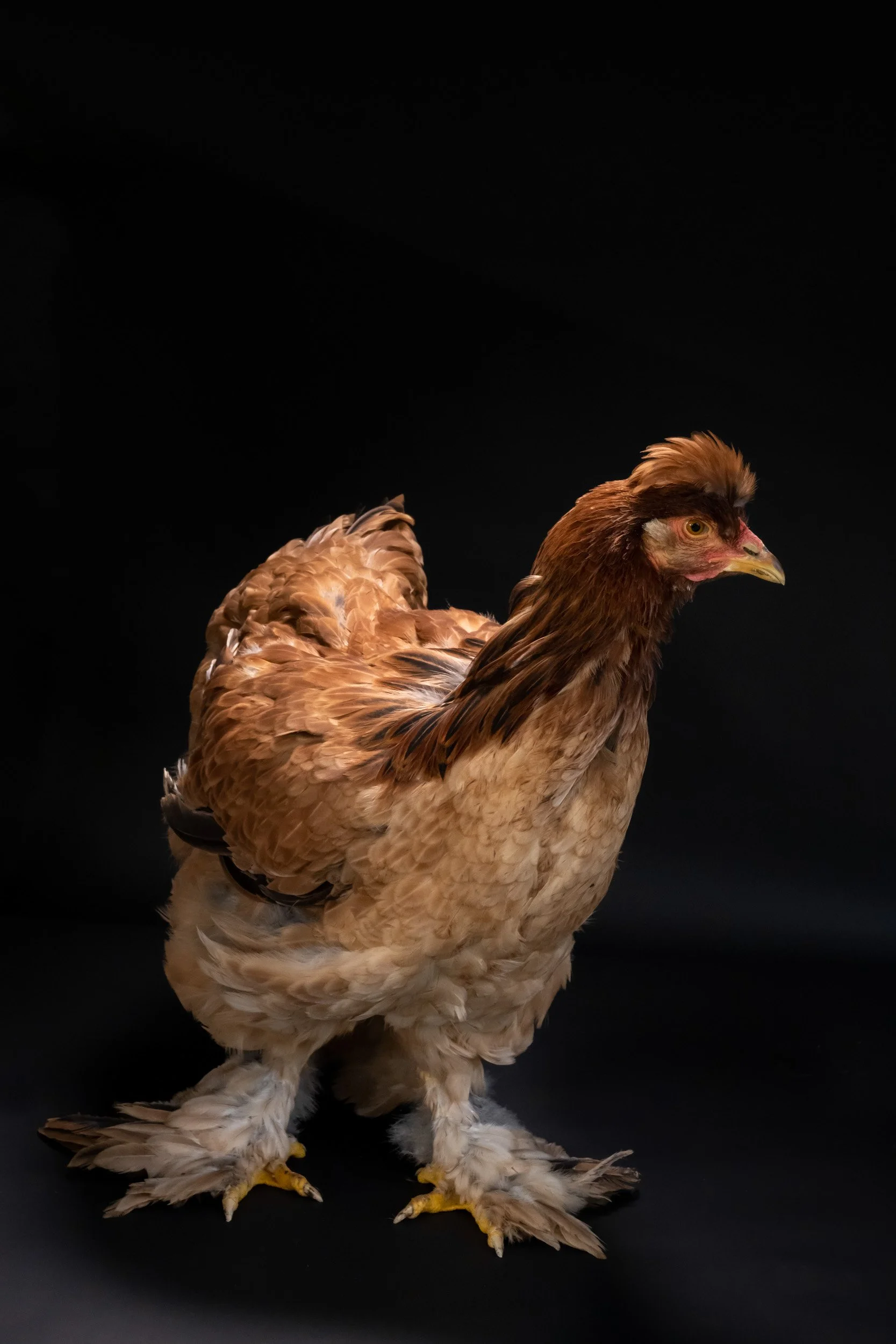Chicken_01© Janina Laszlo-2.jpg