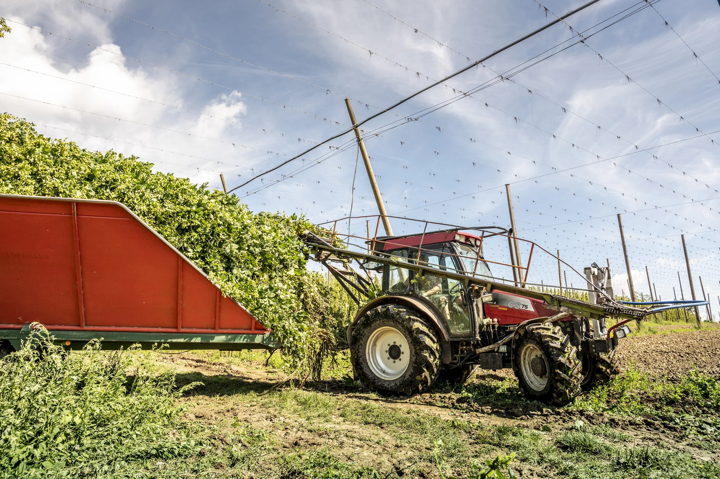 hopfen-route-bikepath-through-hops-fields-janina-laszlo021.jpg