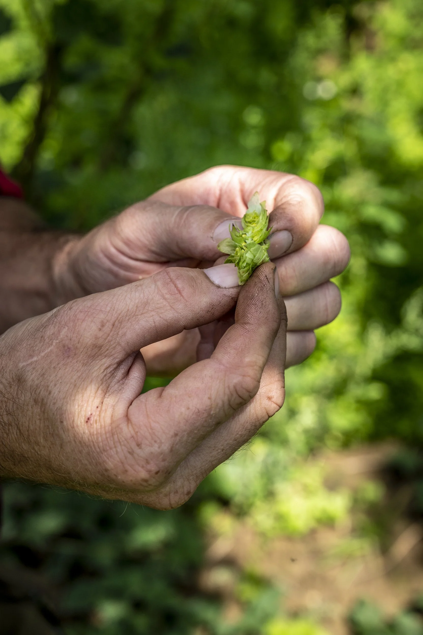 hopfen-route-bikepath-through-hops-fields-janina-laszlo024.jpg