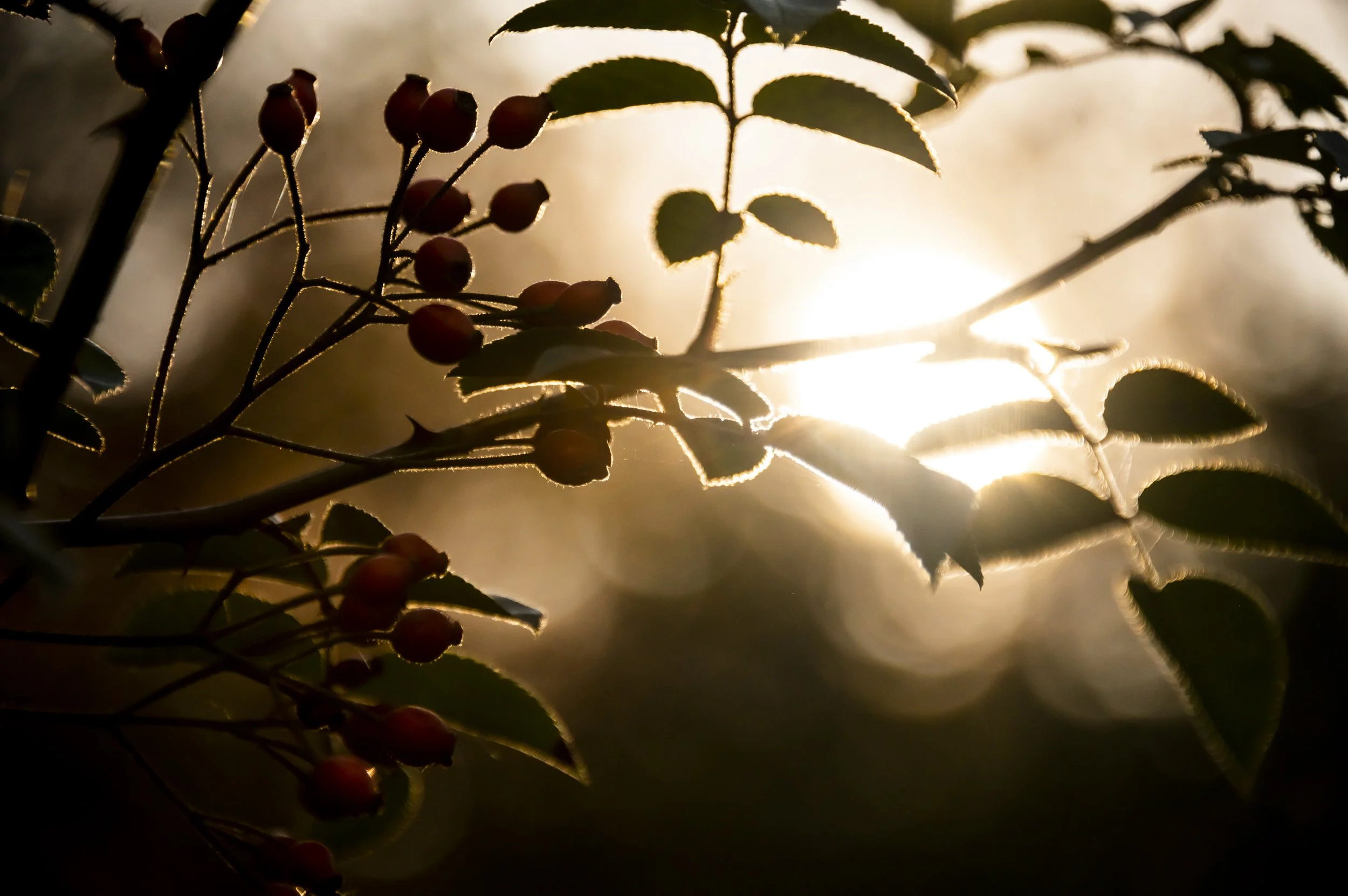 golden-hour-janina-laszlo-sarah-stiller-my-cottage-garden019.jpg
