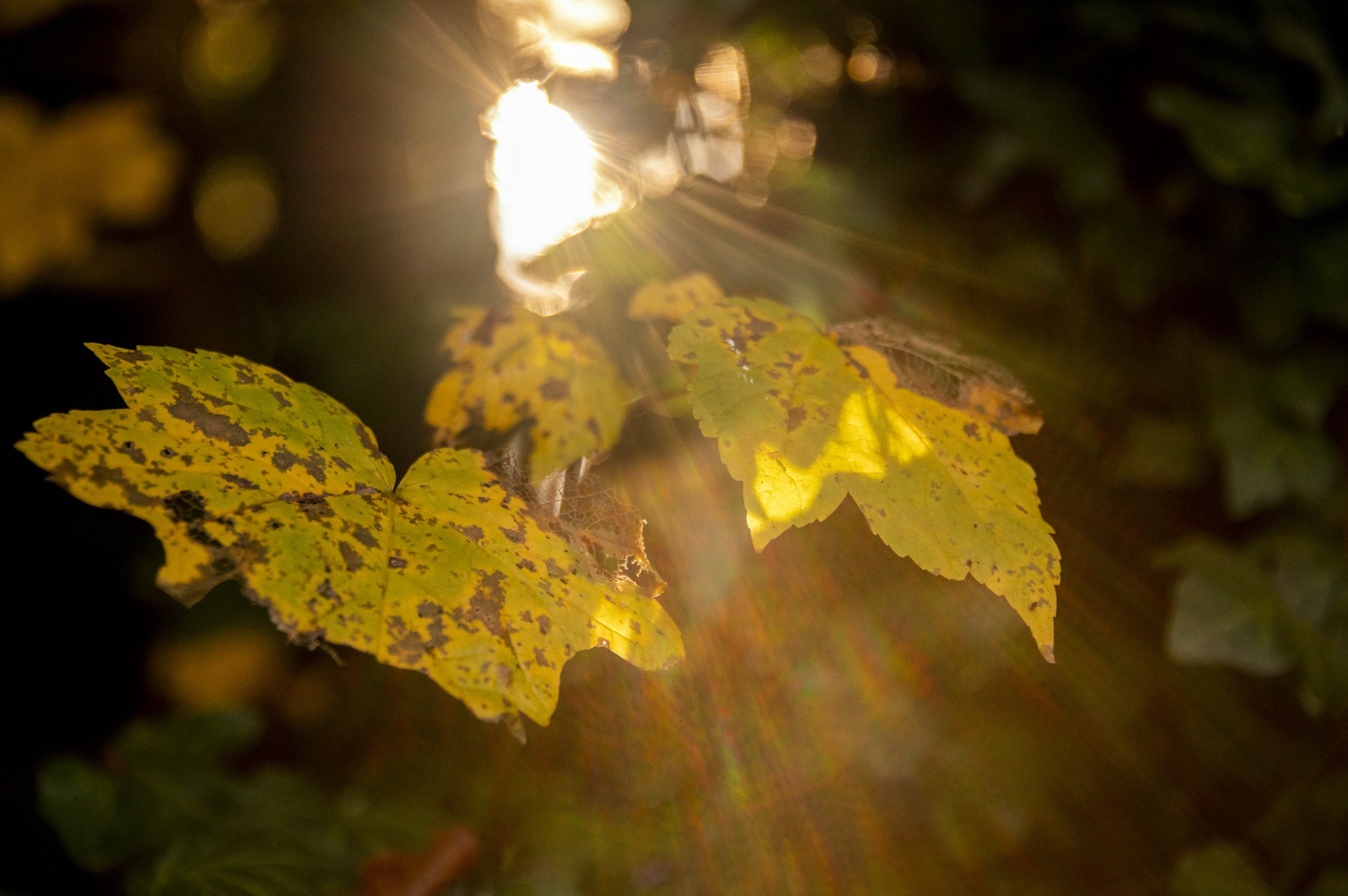 cozy-fall-shoot-janina-laszlo-sarah-stiller-my-cottage-garden032.jpg