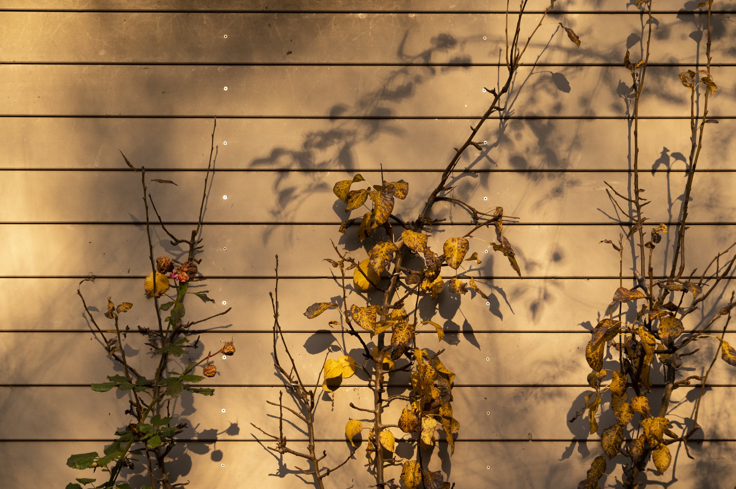 moody-autumn-janina-laszlo-sarah-stiller-my-cottage-garden028.jpg