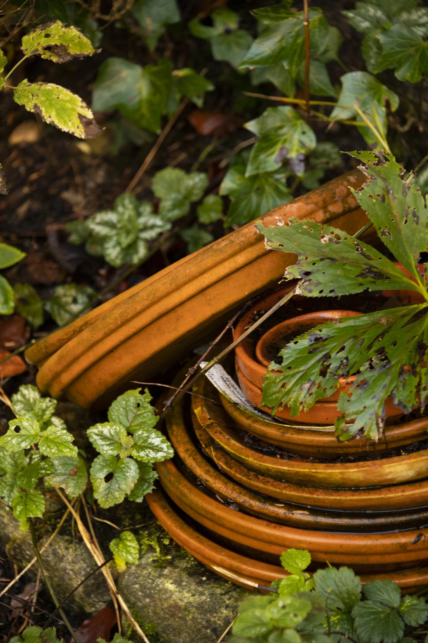 soft-light-autumn-janina-laszlo-sarah-stiller-my-cottage-garden034.jpg