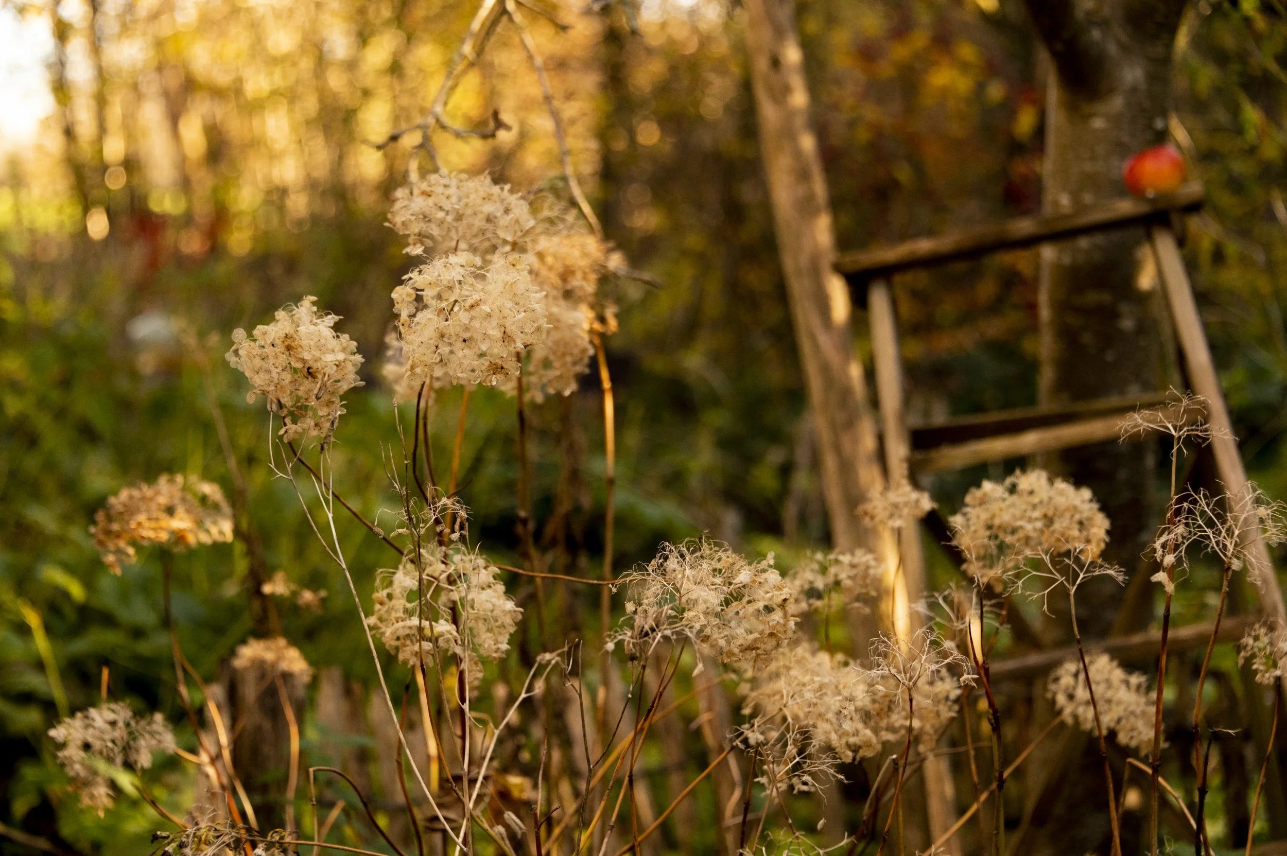 soft-light-autumn-janina-laszlo-sarah-stiller-my-cottage-garden035.jpg