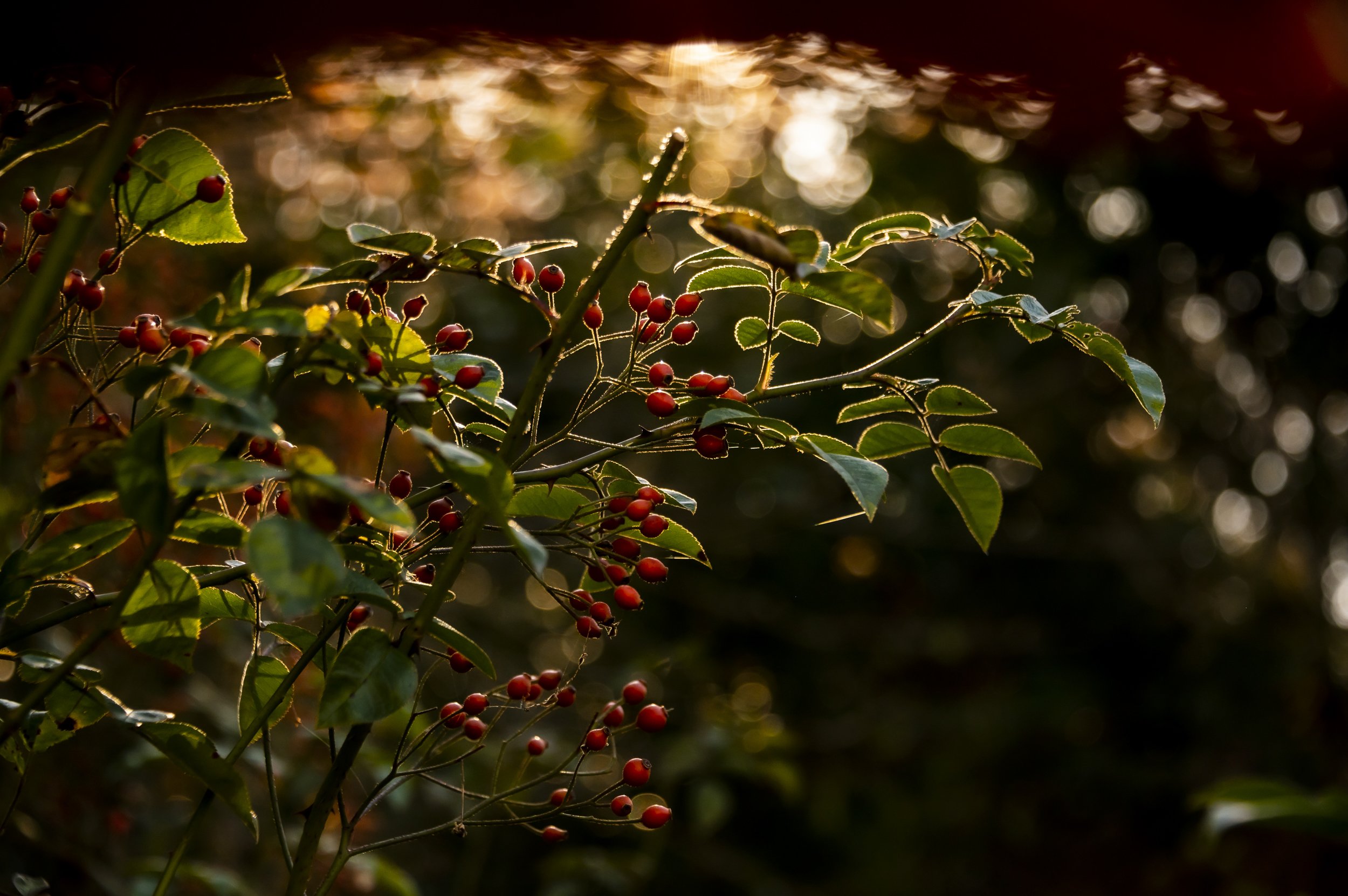 golden-hour-janina-laszlo-sarah-stiller-my-cottage-garden018.jpg