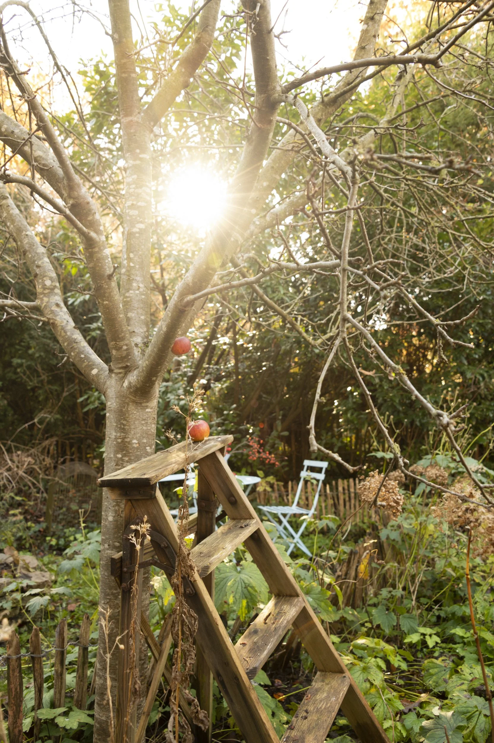 golden-hour-janina-laszlo-sarah-stiller-my-cottage-garden020.jpg