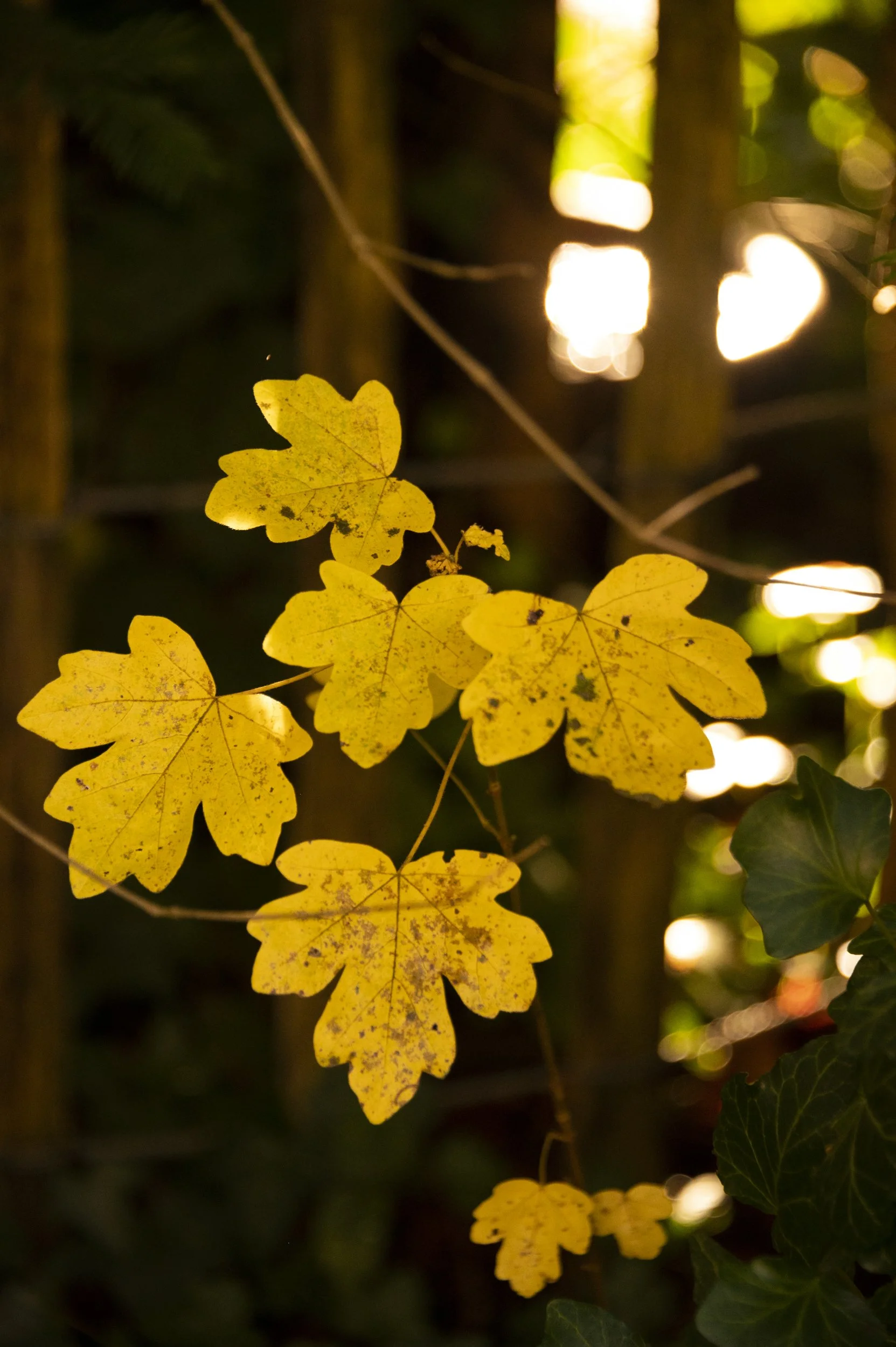 cozy-fall-shoot-janina-laszlo-sarah-stiller-my-cottage-garden033.jpg
