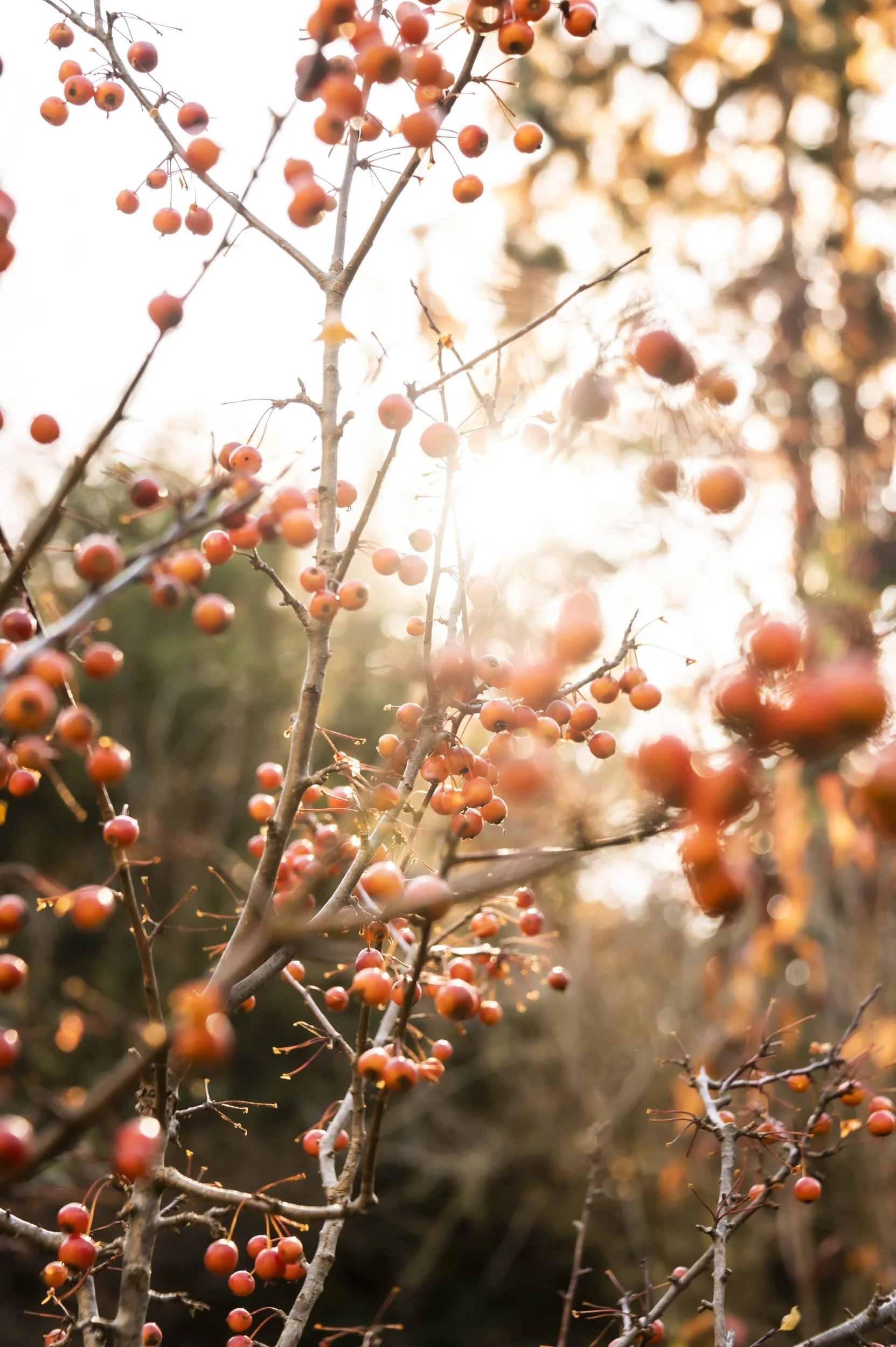 fall-light-janina-laszlo-sarah-stiller-my-cottage-garden015.jpg