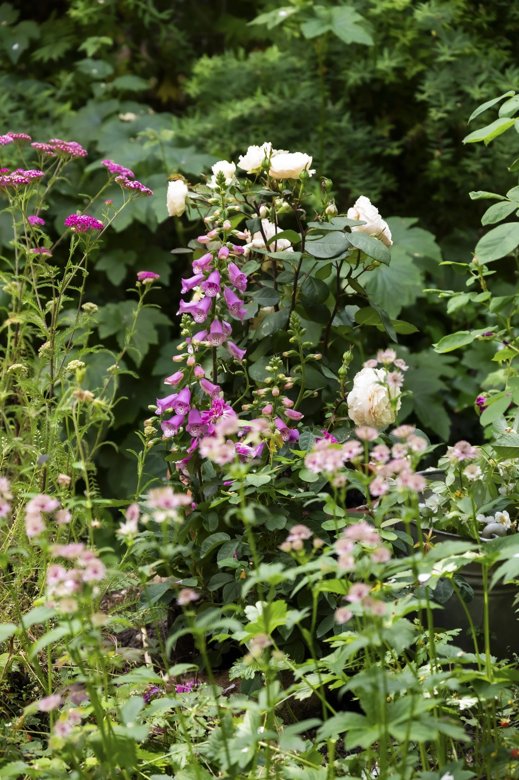 janina-laszlo-cottage-garden-rose-dreams-sarah-stiller010.jpg