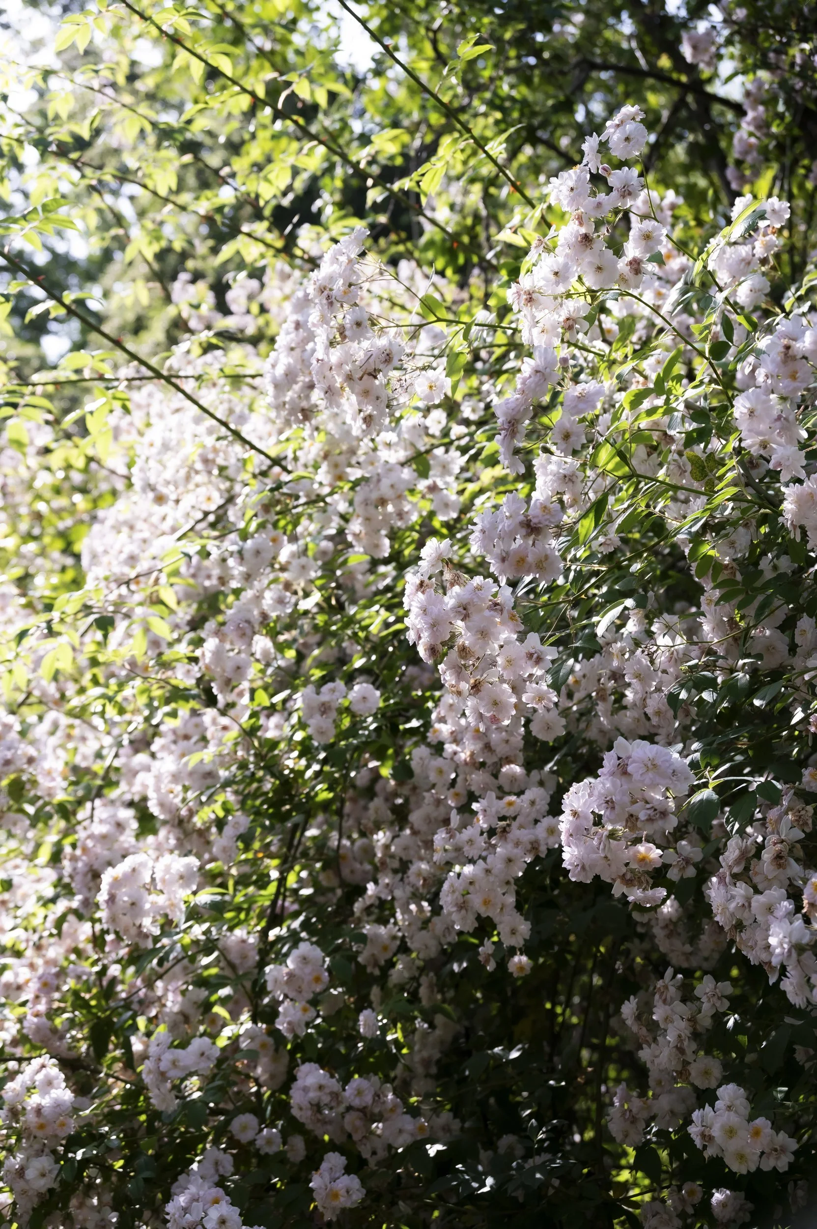 janina-laszlo-cottage-garden-rose-dreams-sarah-stiller011.jpg