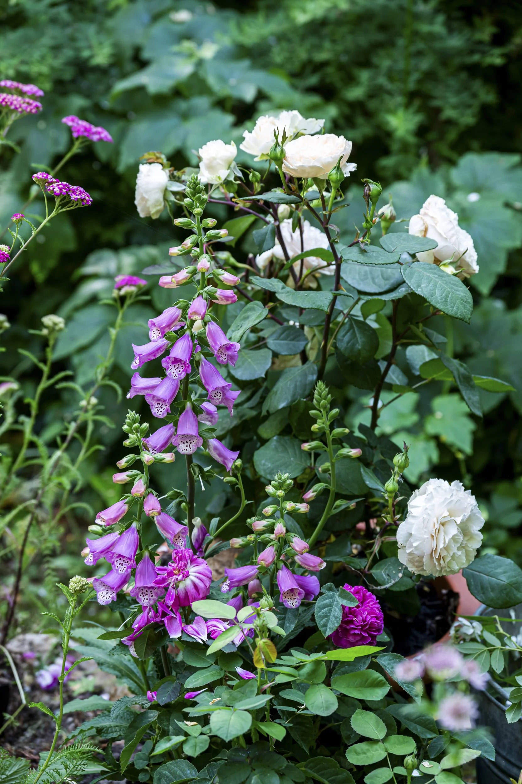 janina-laszlo-garden-photography-sarah-stiller015.jpg