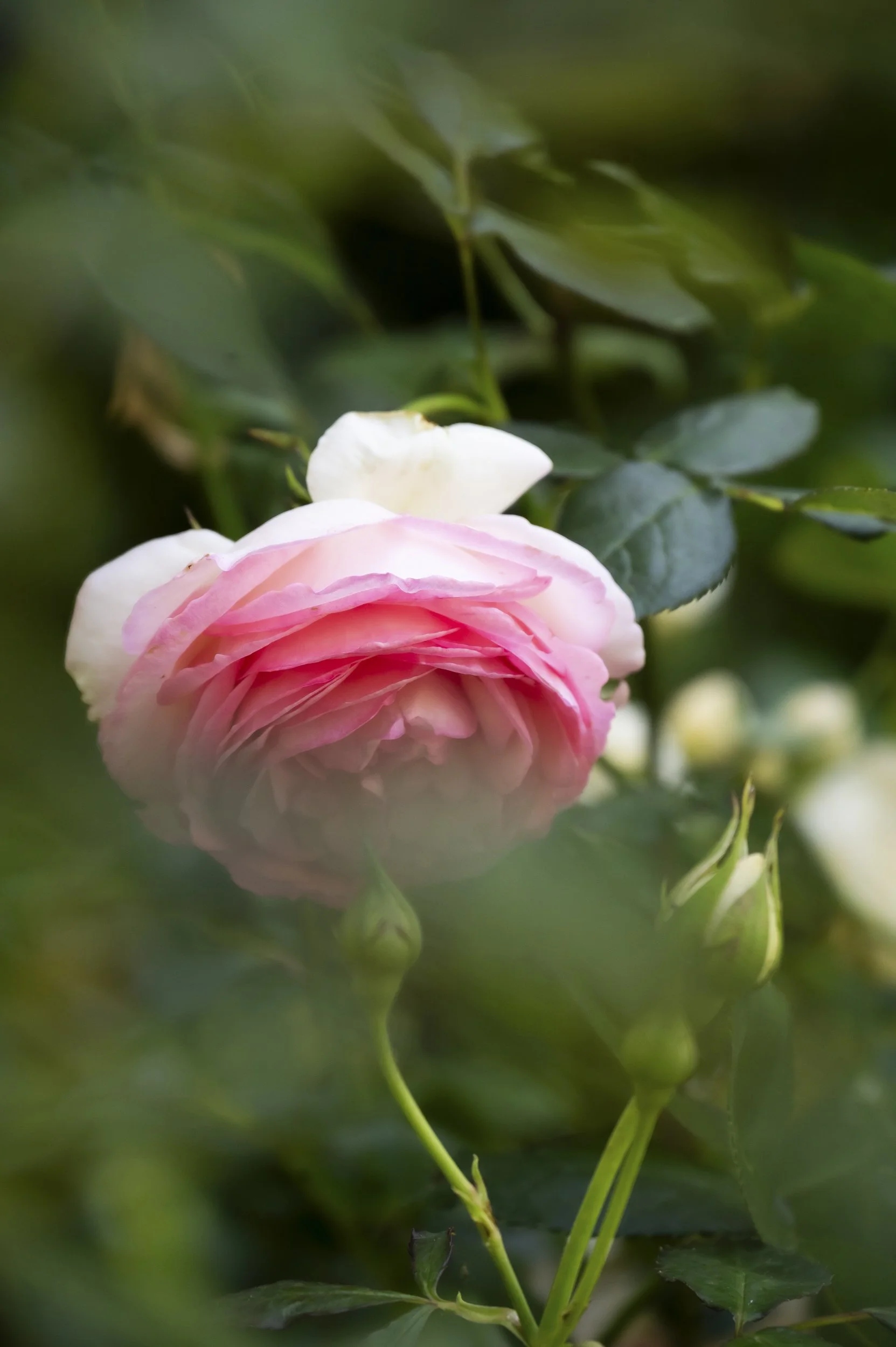 janina-laszlo-my-cottage-garden-sarah-stiller-rose-garden-reportage  004.jpg