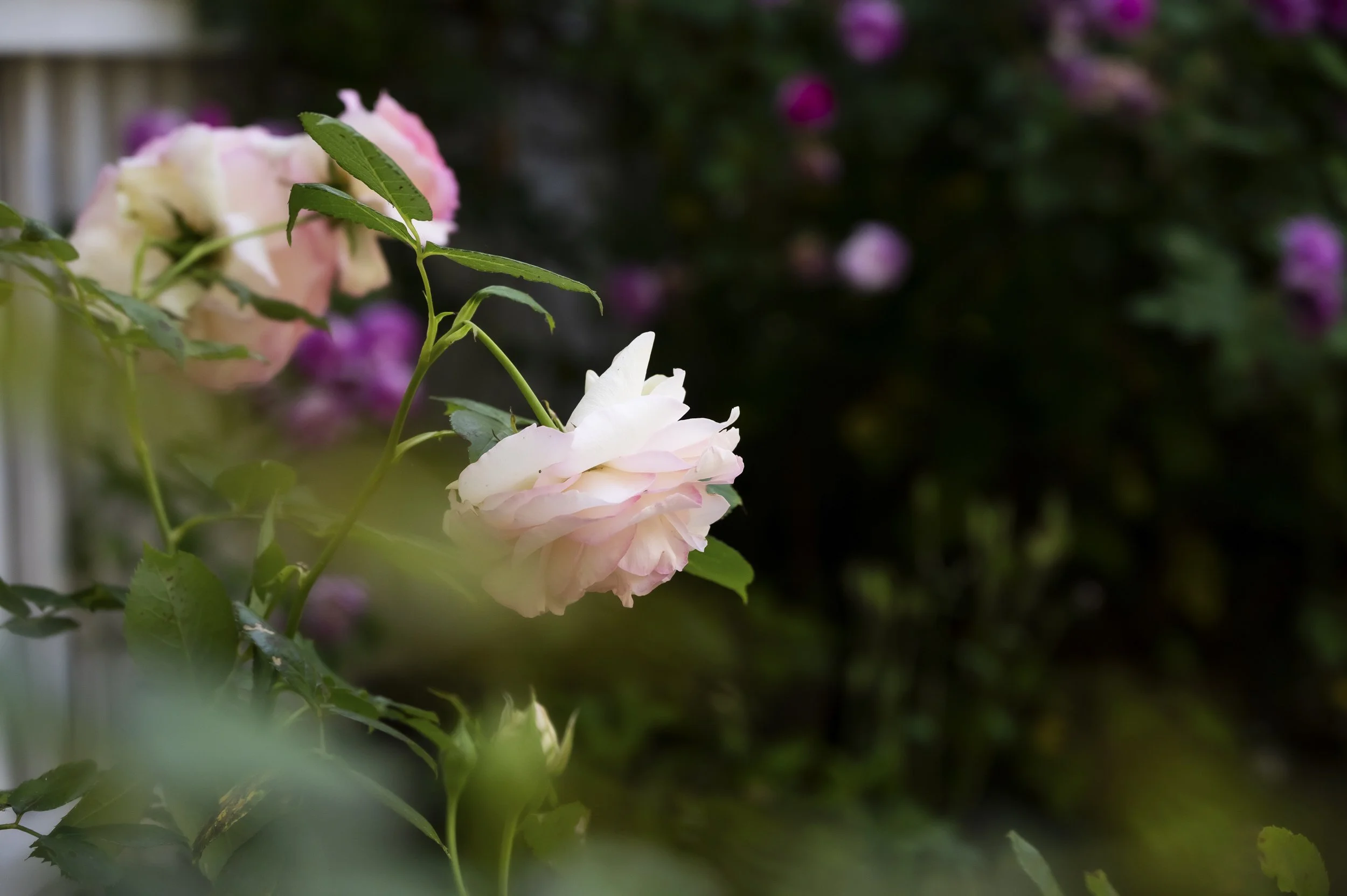 janina-laszlo-sarah-stiller-cottage-garden-photo-story  008.jpg
