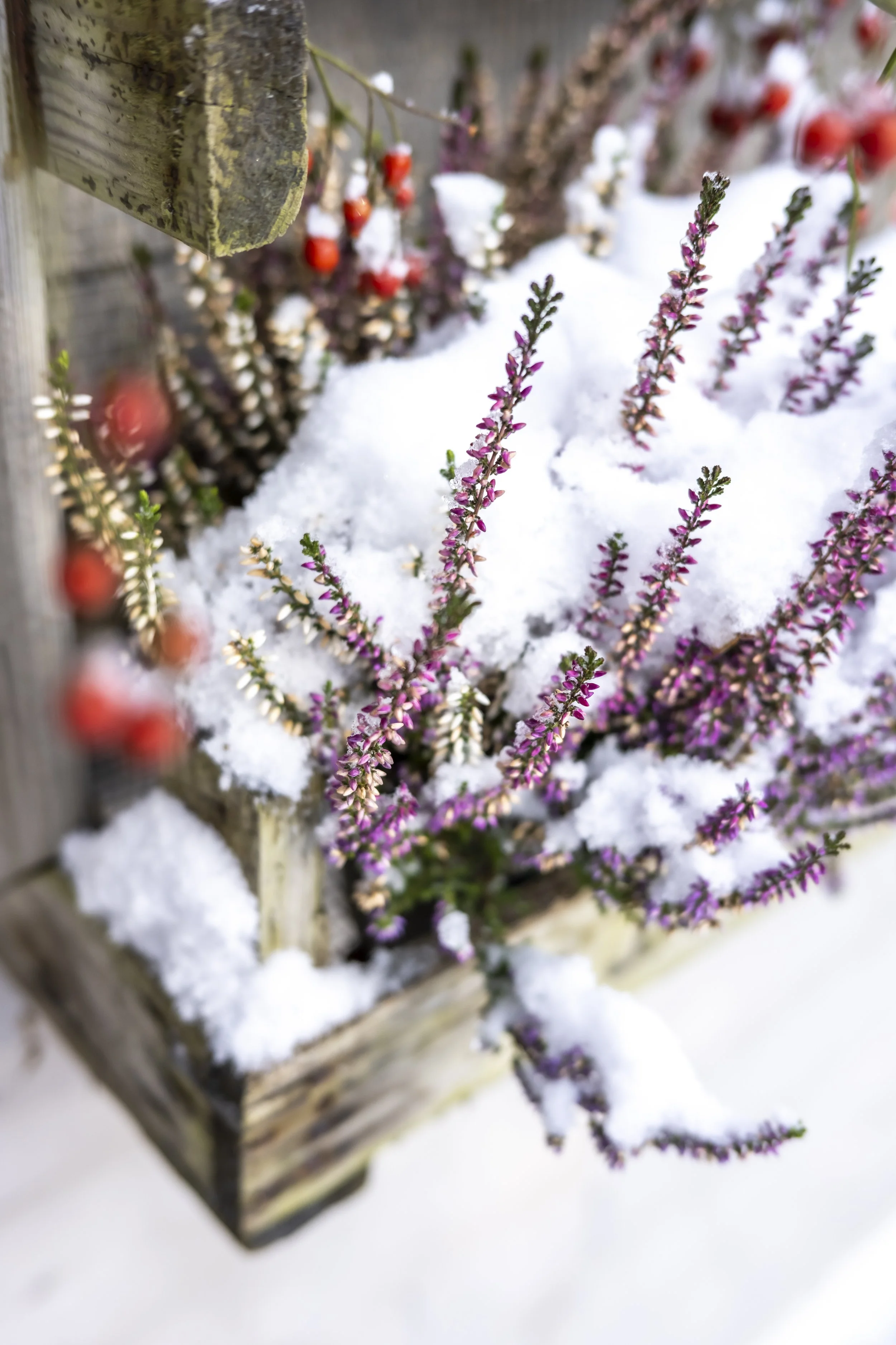 Winterwonderland_mycottagegarden_015© Janina Laszlo 2022.jpg