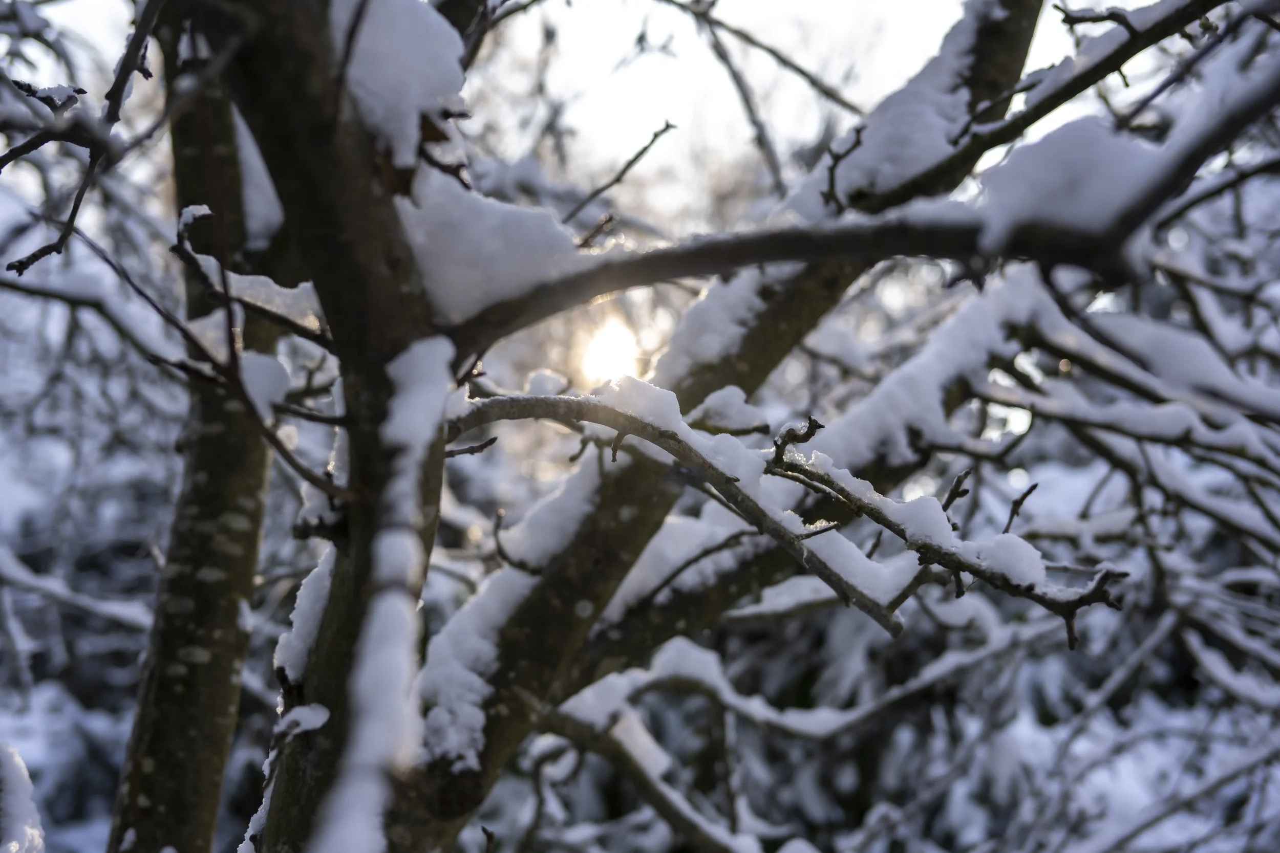 Winterwonderland_mycottagegarden_044© Janina Laszlo 2022.jpg