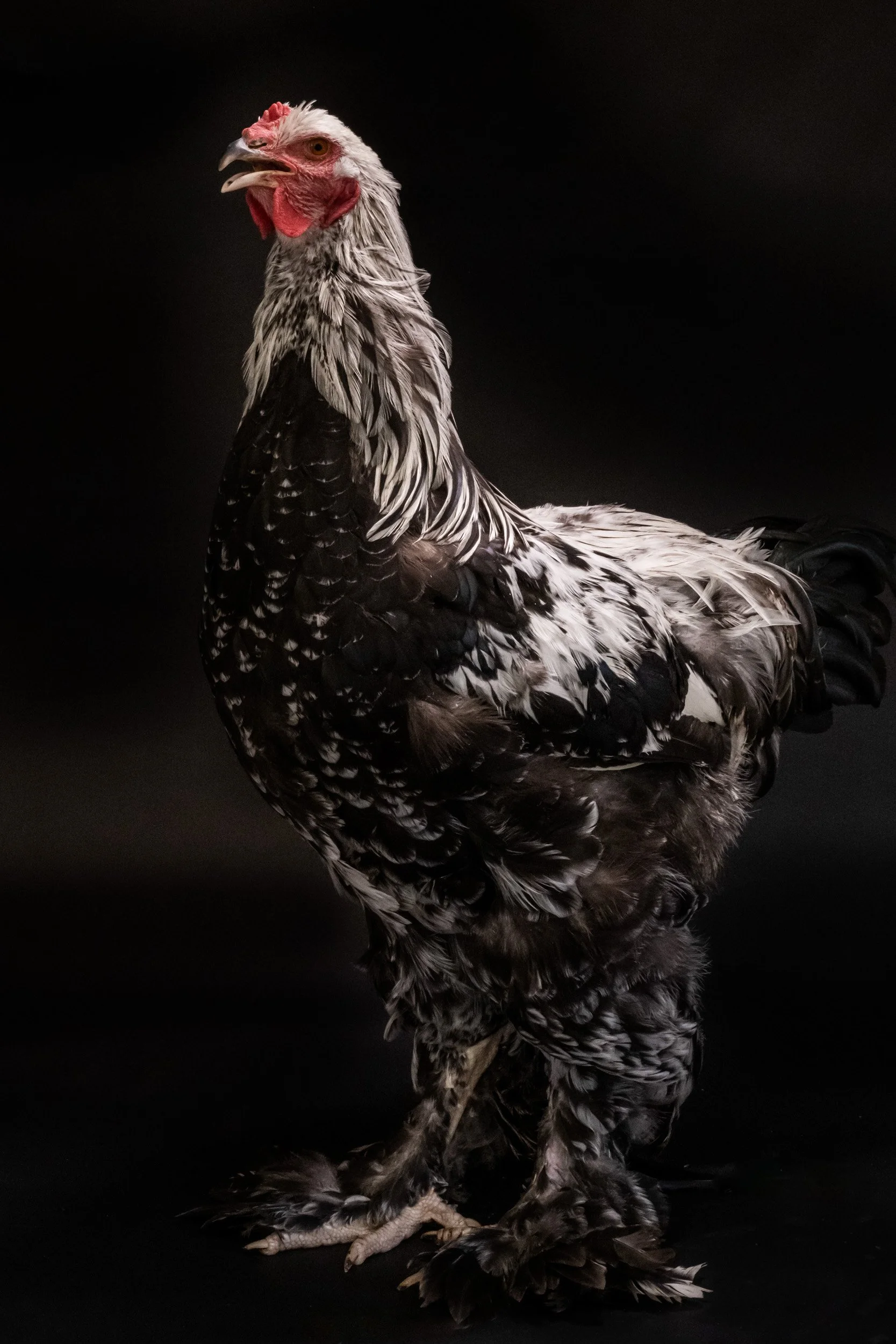 Chicken_02© Janina Laszlo-2.jpg