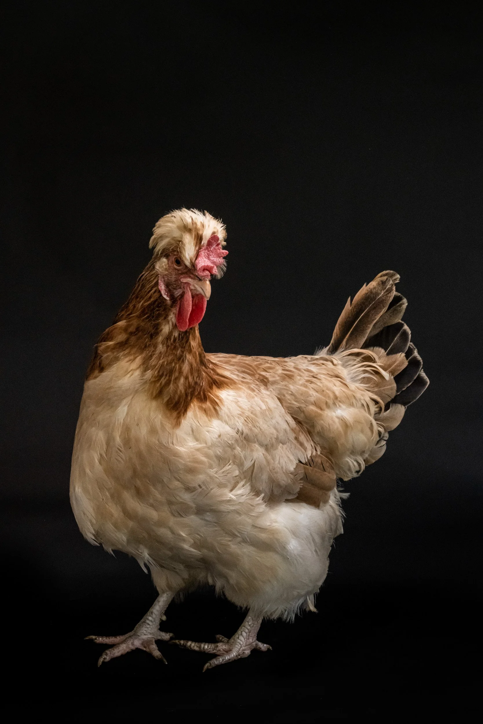 Chicken_03© Janina Laszlo-2.jpg