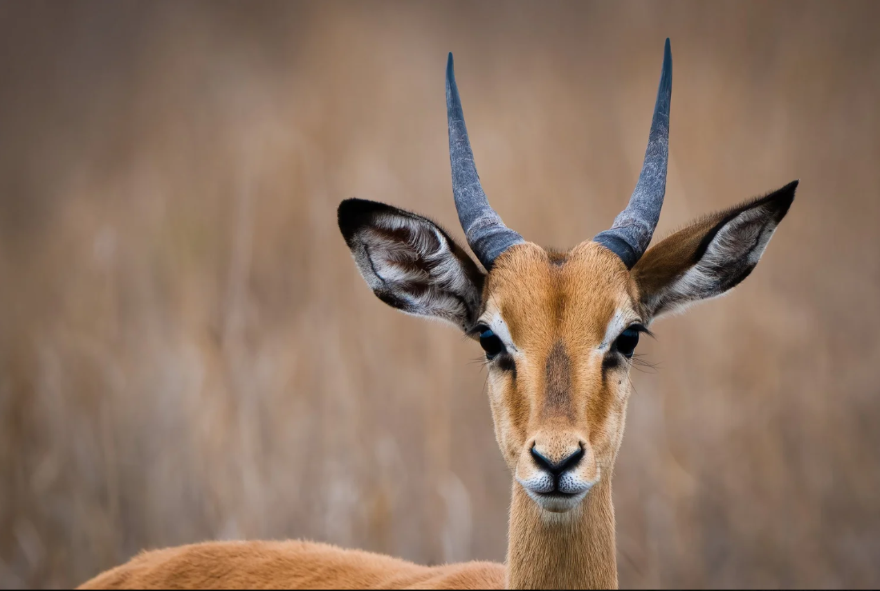 Wildlife Spotlight: The African Impala