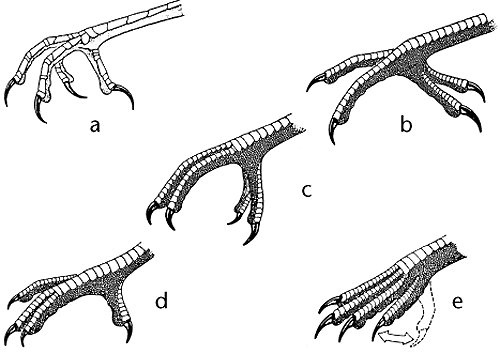 Even- and Odd-Toed Ungulates and Other Career Decisions