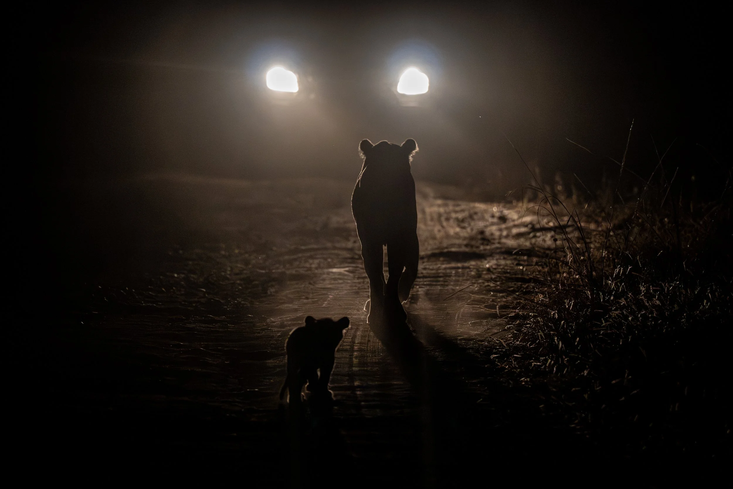 Are We Loving Wildlife To Death?