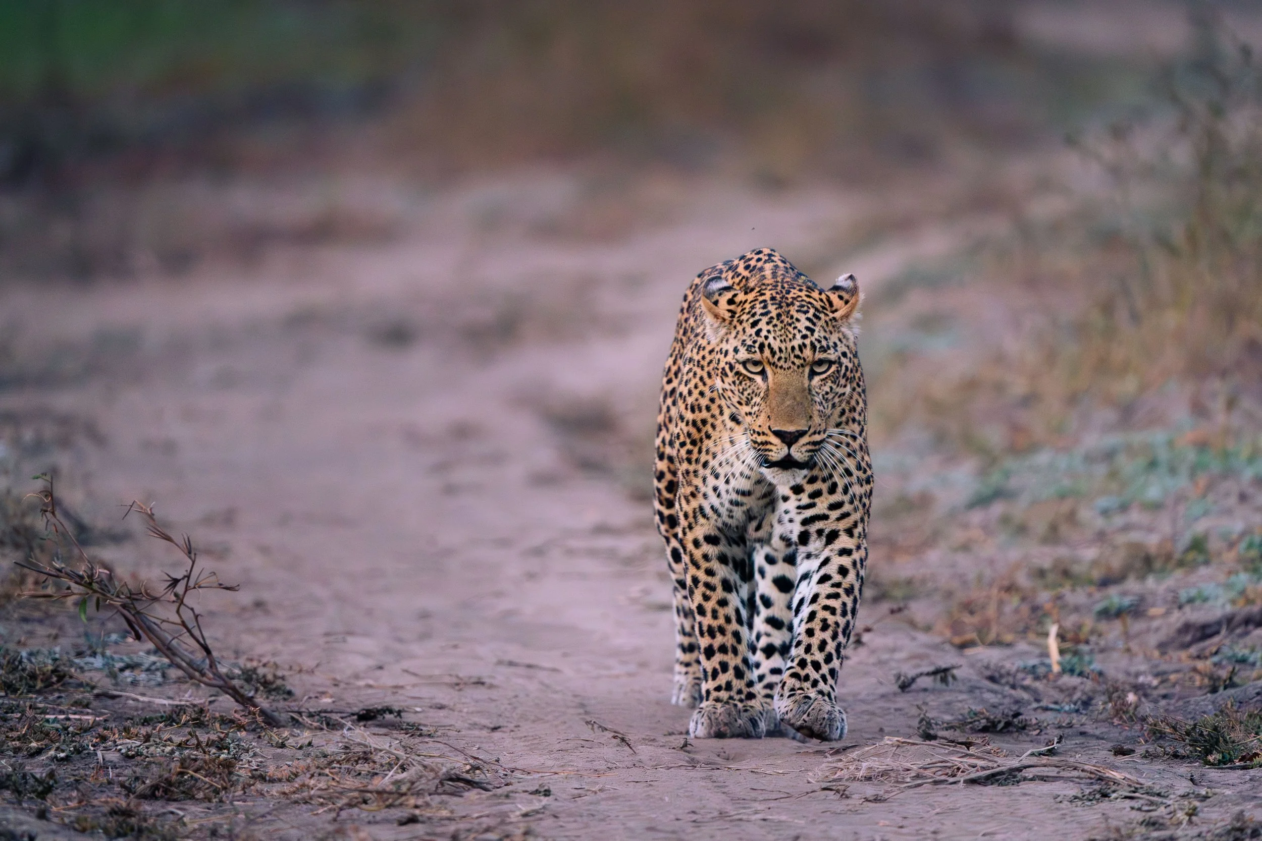 a male leopard walks along a dirt path during sunset in South Luangwa National Park, Zambia