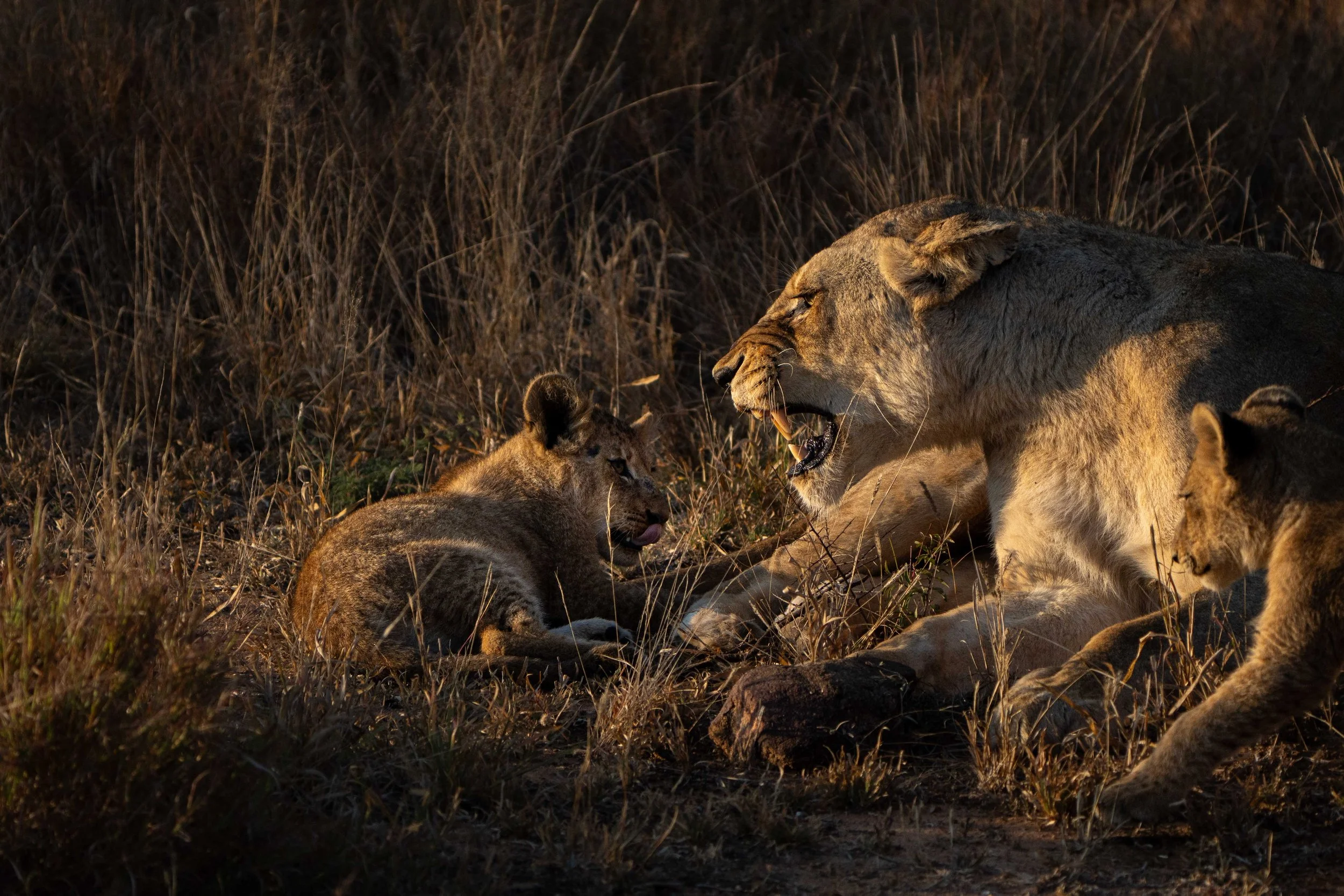 Timbavati-4.jpg