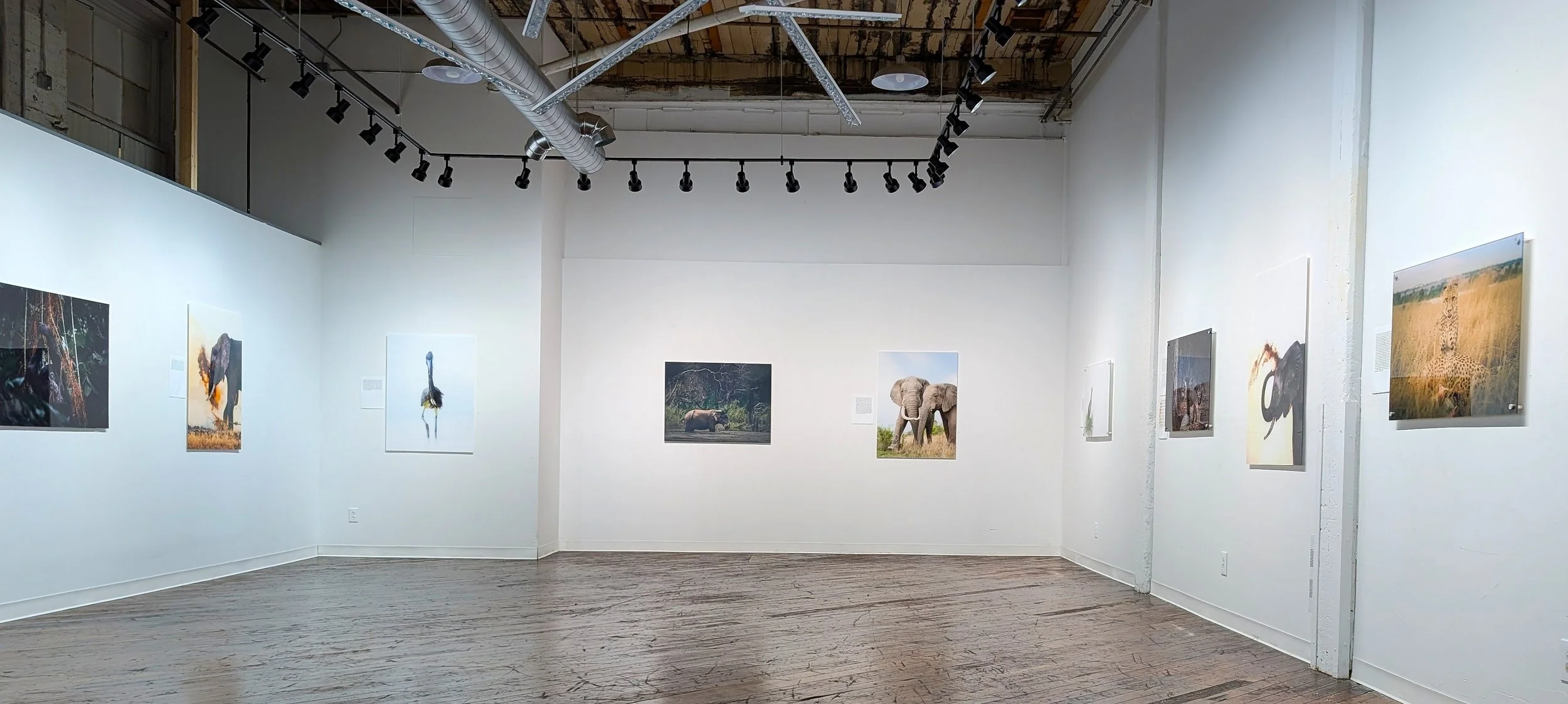 Art gallery with large animal photographs on white walls, wooden floor, and track lighting.