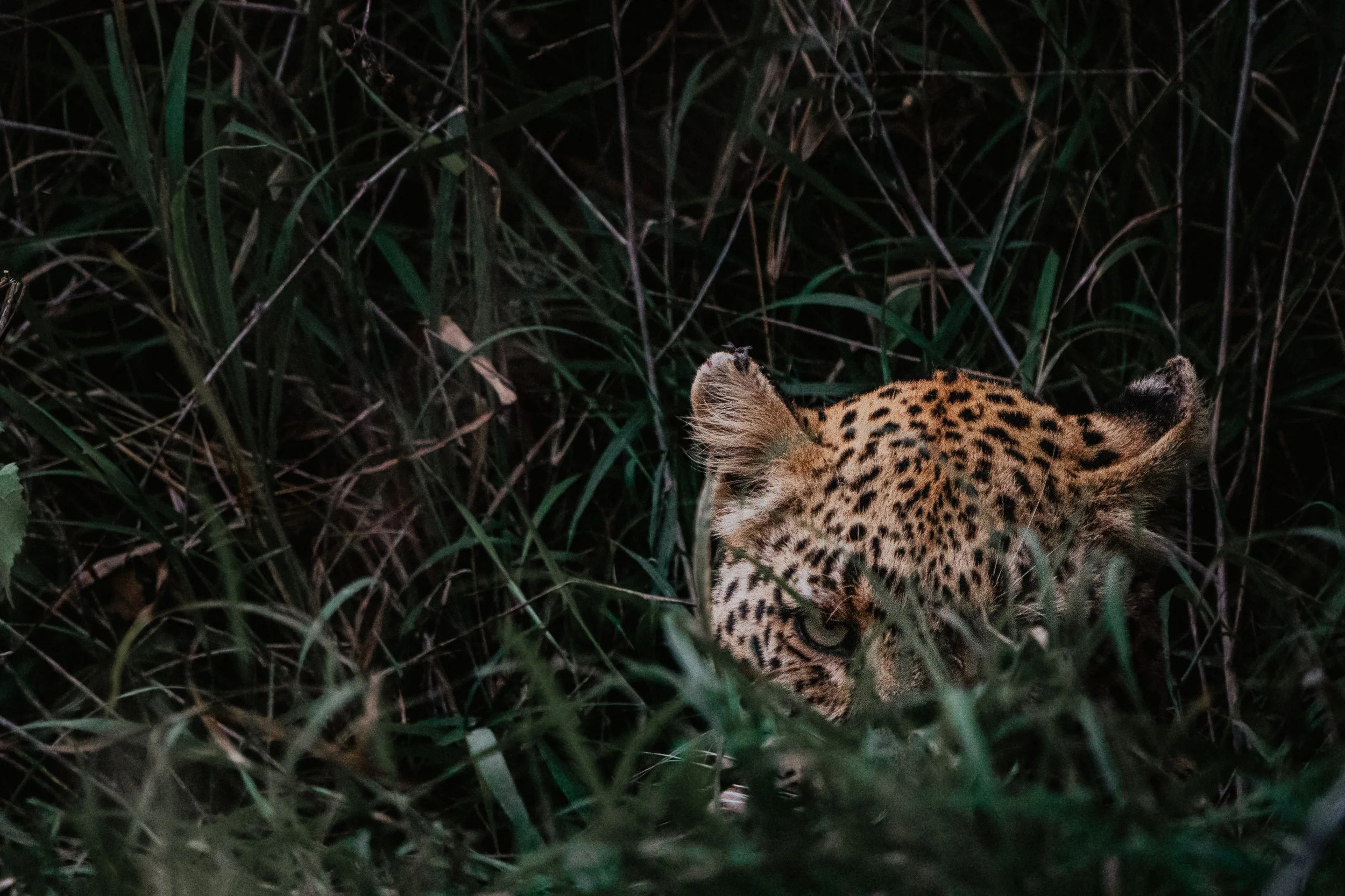 Timbavati-11.jpg
