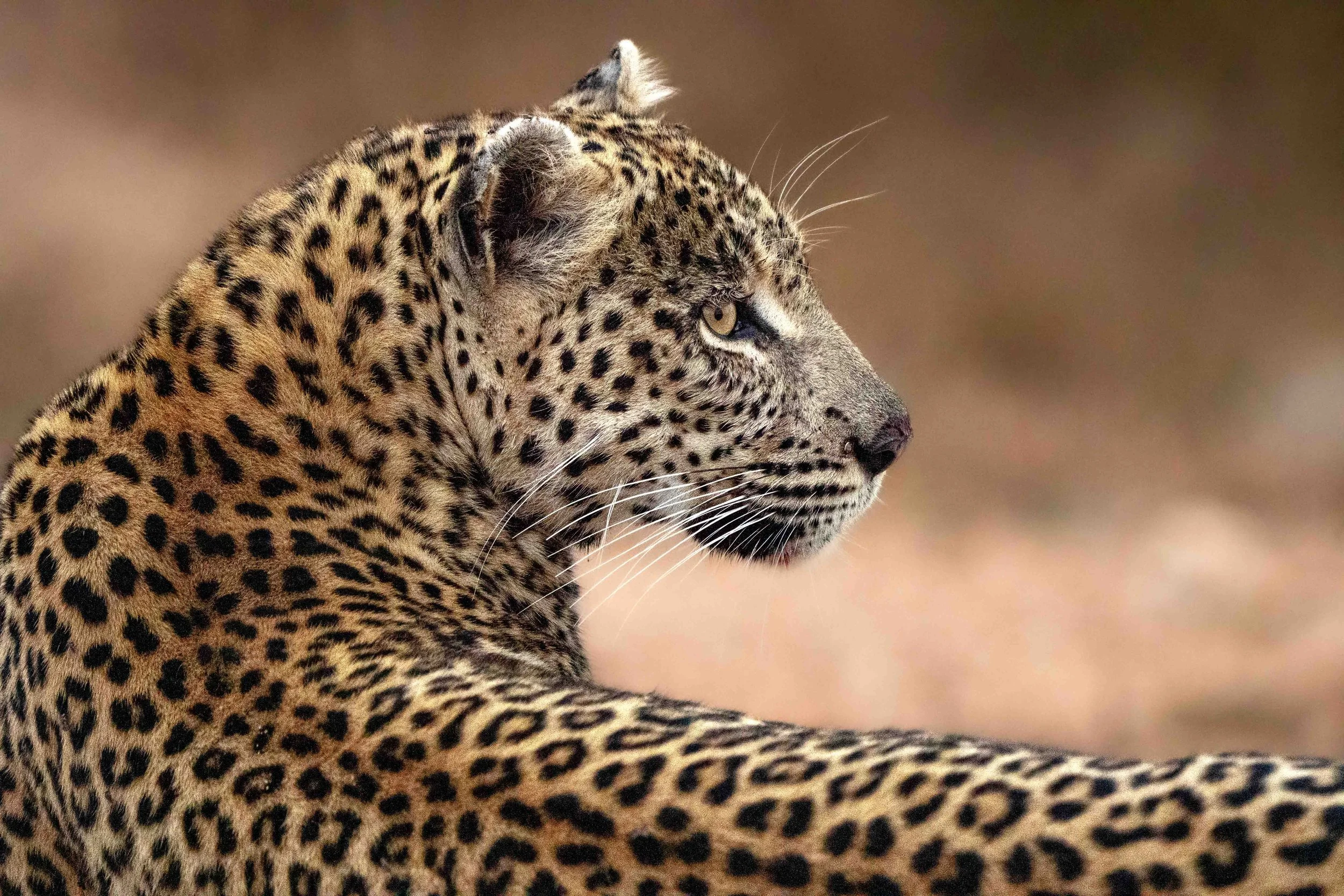 Timbavati-12.jpg