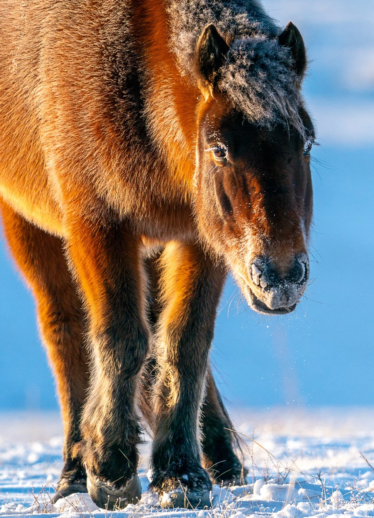 Domestic Mongolian Horses-7.jpg