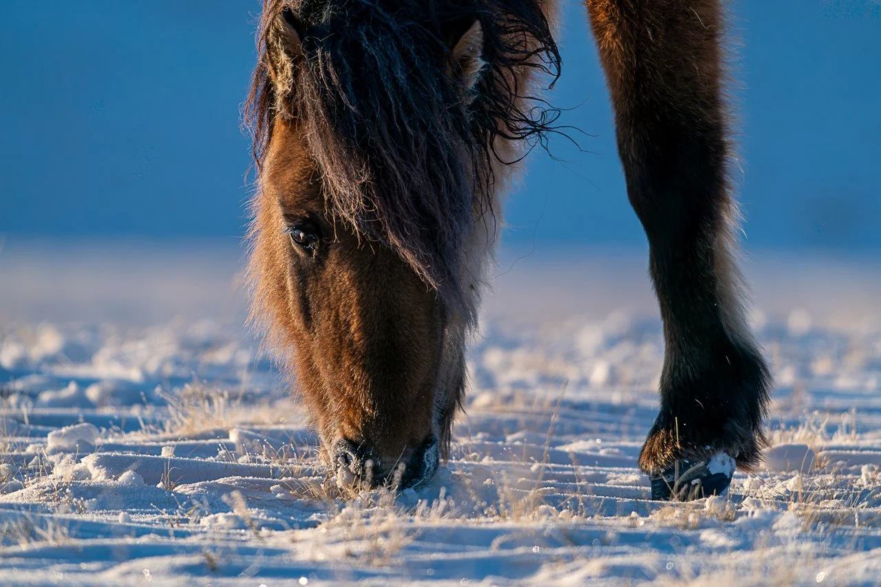 Domestic Mongolian Horses-2.jpg