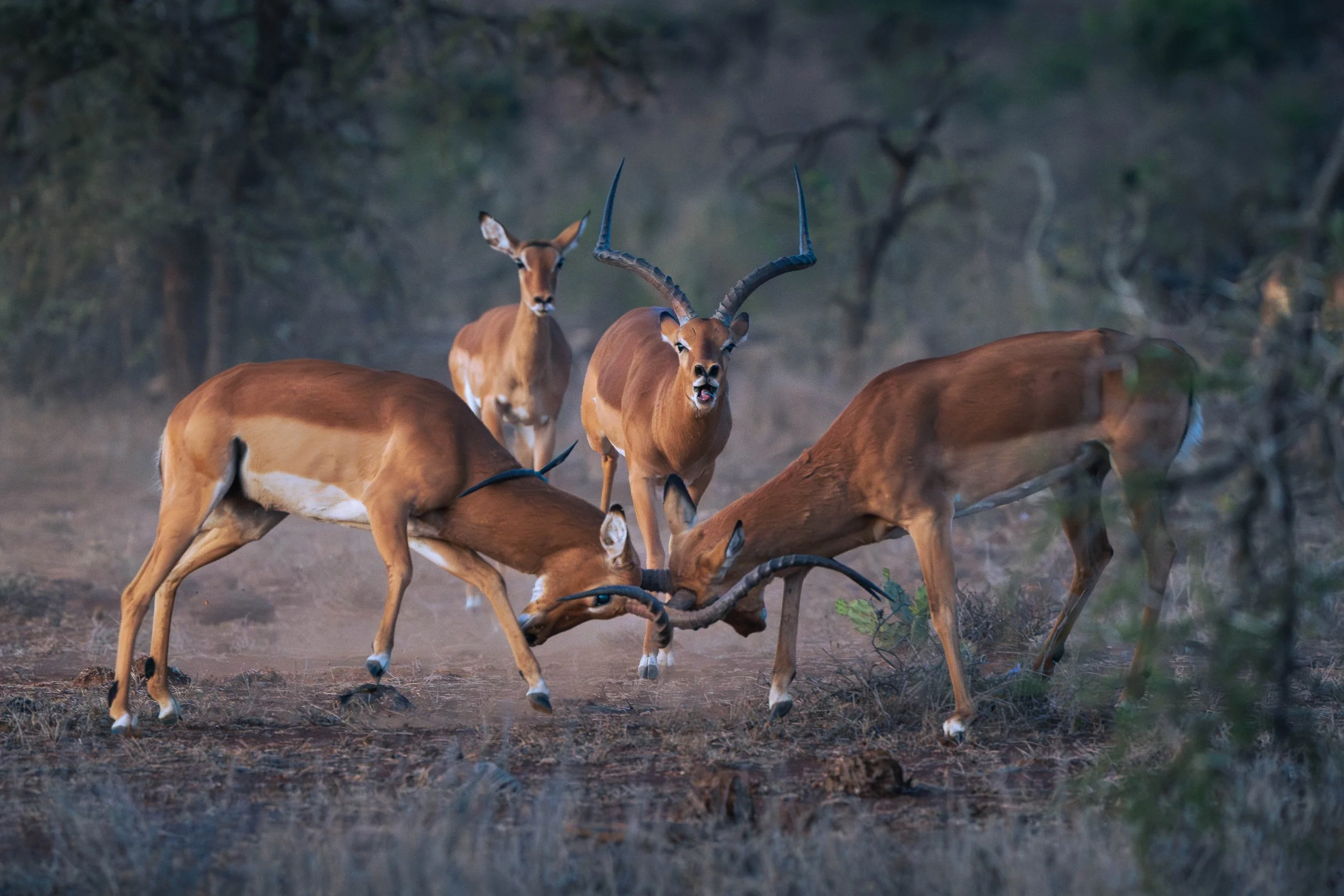 Male impalas fighting during the rut, Laikipia Kenya