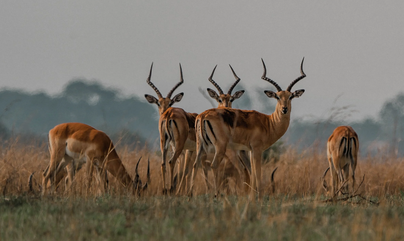 a group of male impalas stand making direct eye contact Zimbabwe