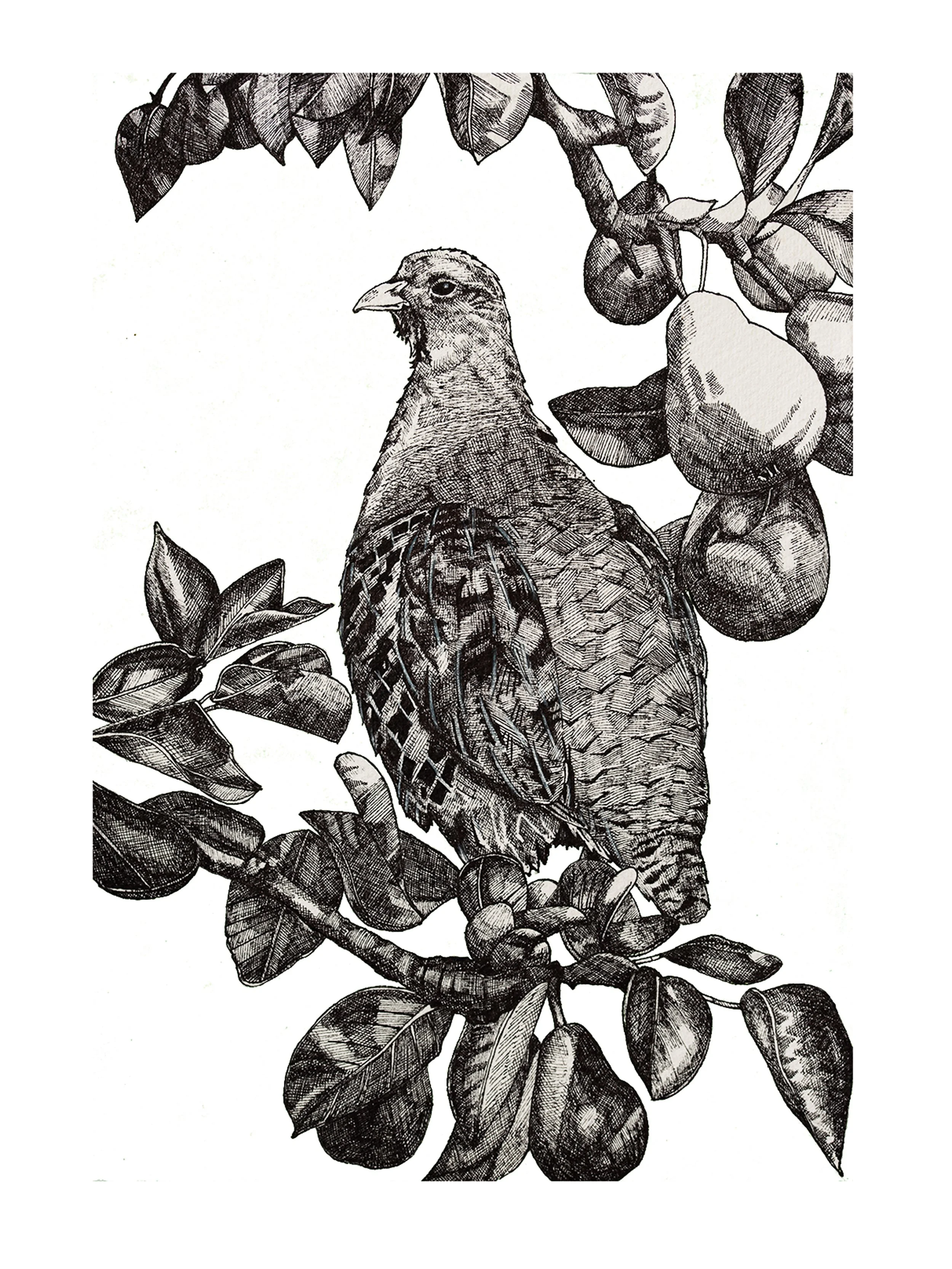 Partridge B&W.jpg