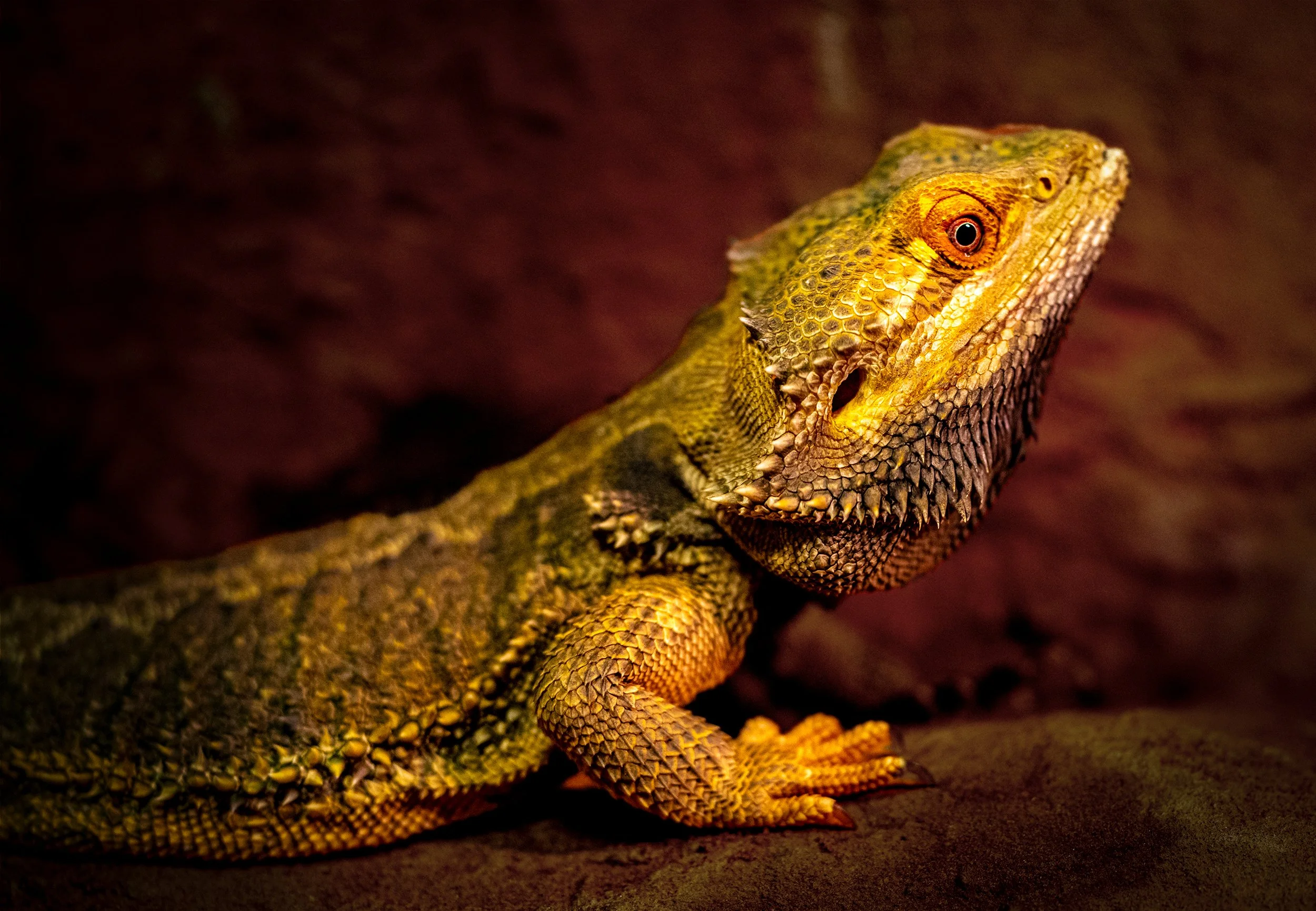 export_DSC3010-1.jpg
