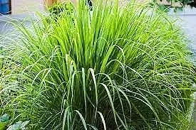 From the Apothecary: Lemongrass