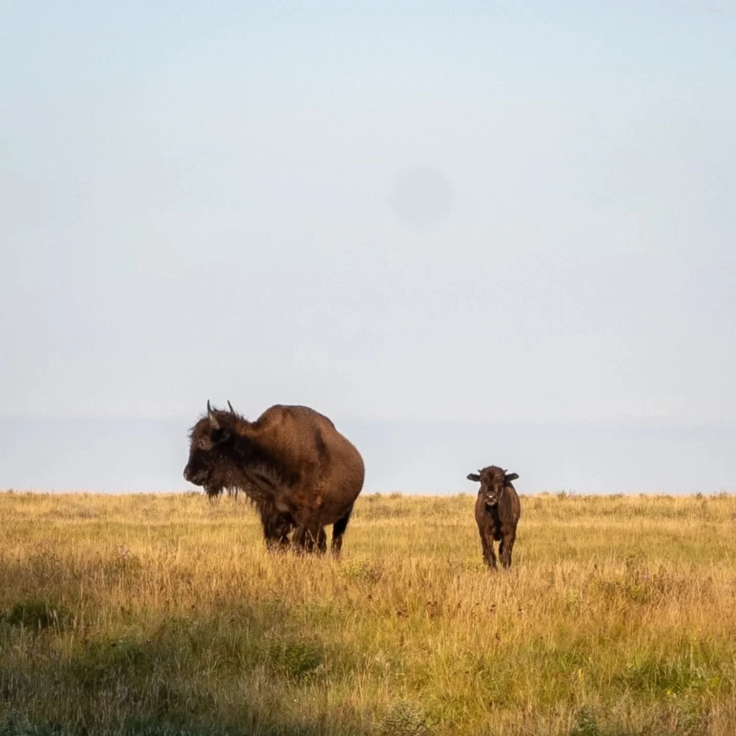 🦬Bison🦬
I found a herd of bison in the grasslands of Manitoba. They were grazing in the early morning sun, their beards dripping with dew. And they weren’t shy, though somewhat confused by the motorcycle. I think they are used to cars, but m