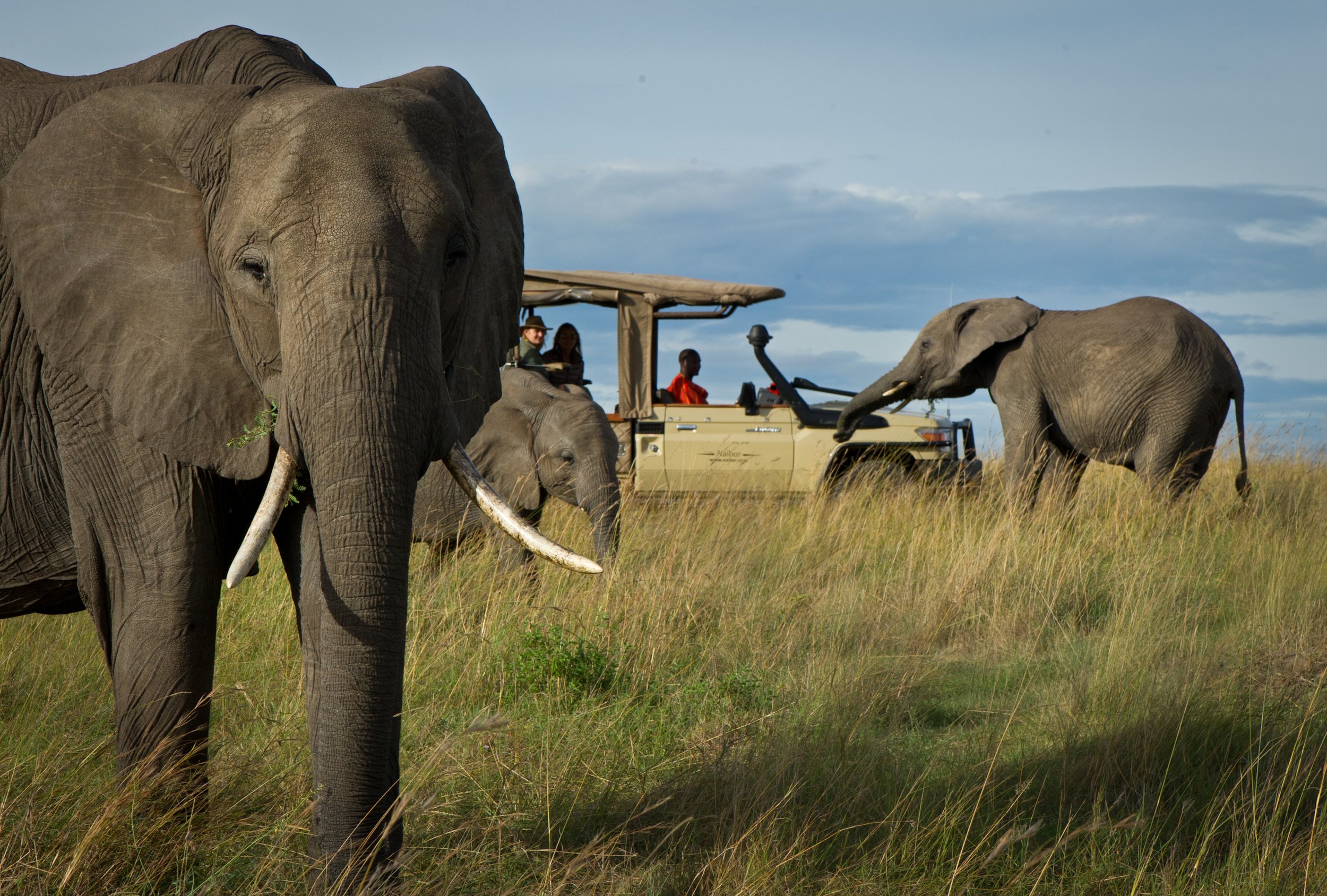 Highlights of Kenya Safari Itinerary