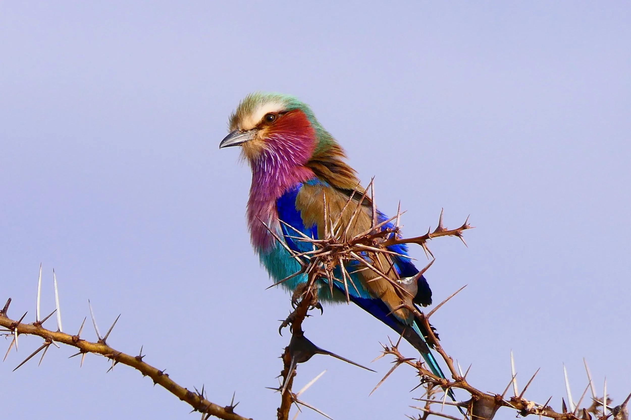 Top 5 Most Easy to Recognise Kenyan Birds