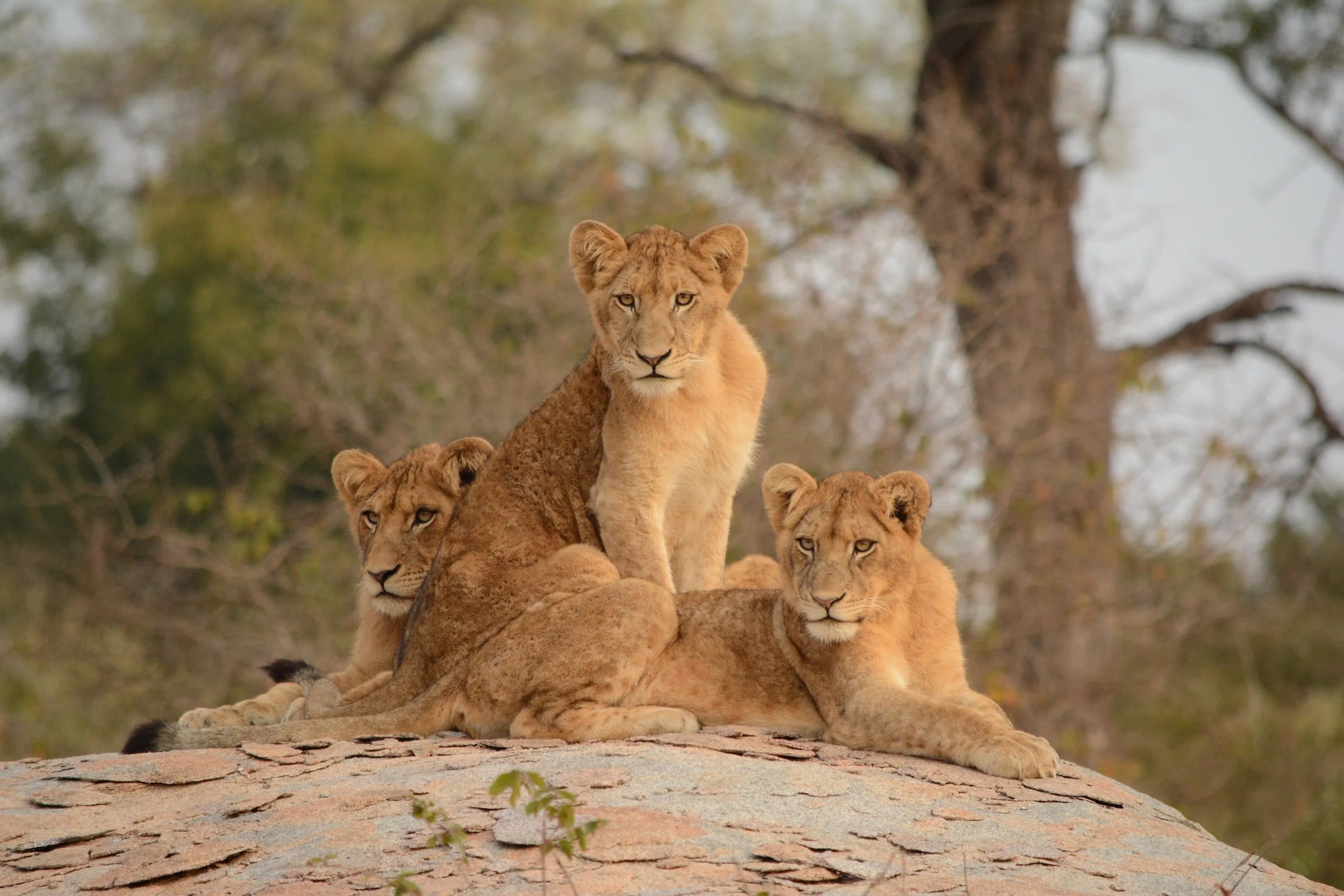 Top 5 Fun Facts About the African Lion