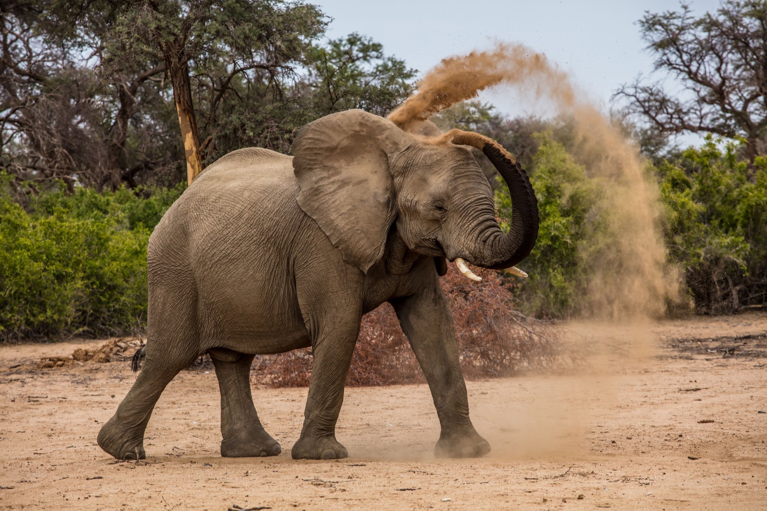 10 Fun Facts About Elephants 