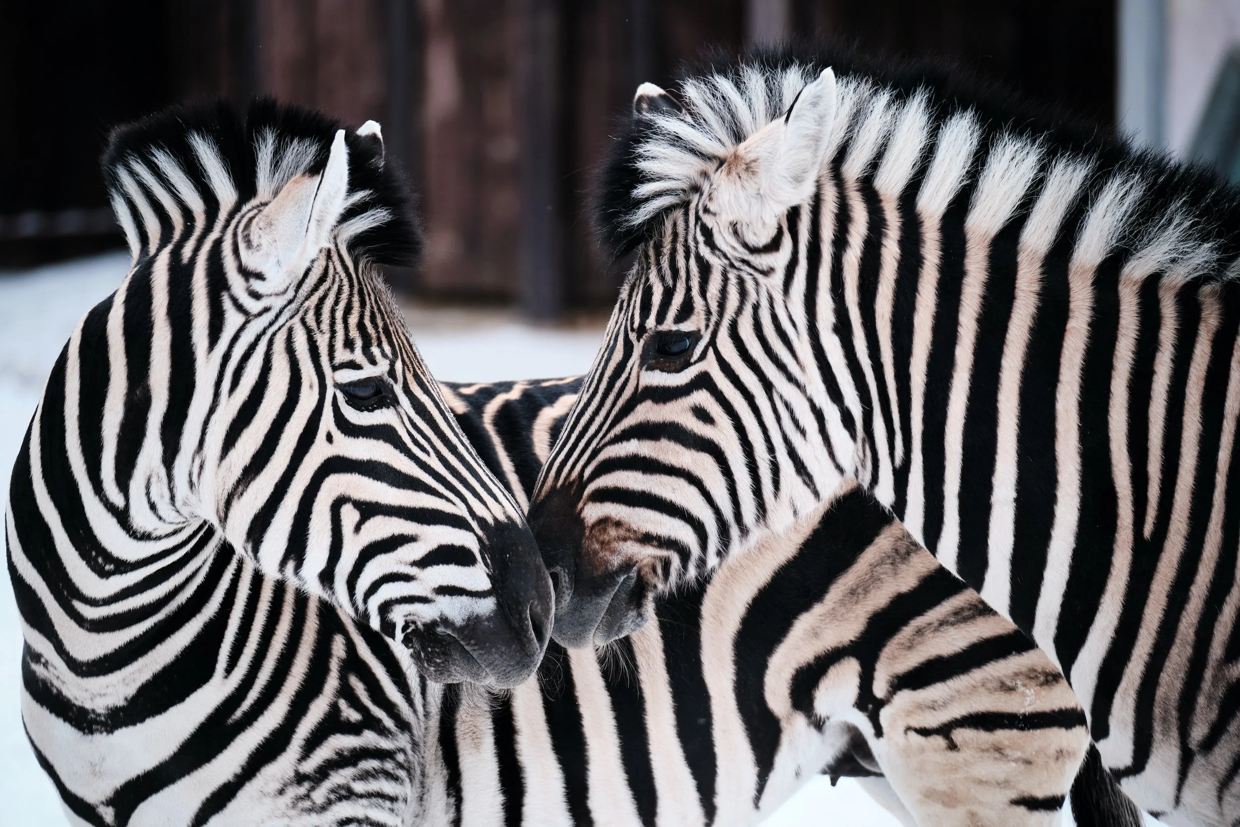 Top 5 Interesting Facts About Zebra’s