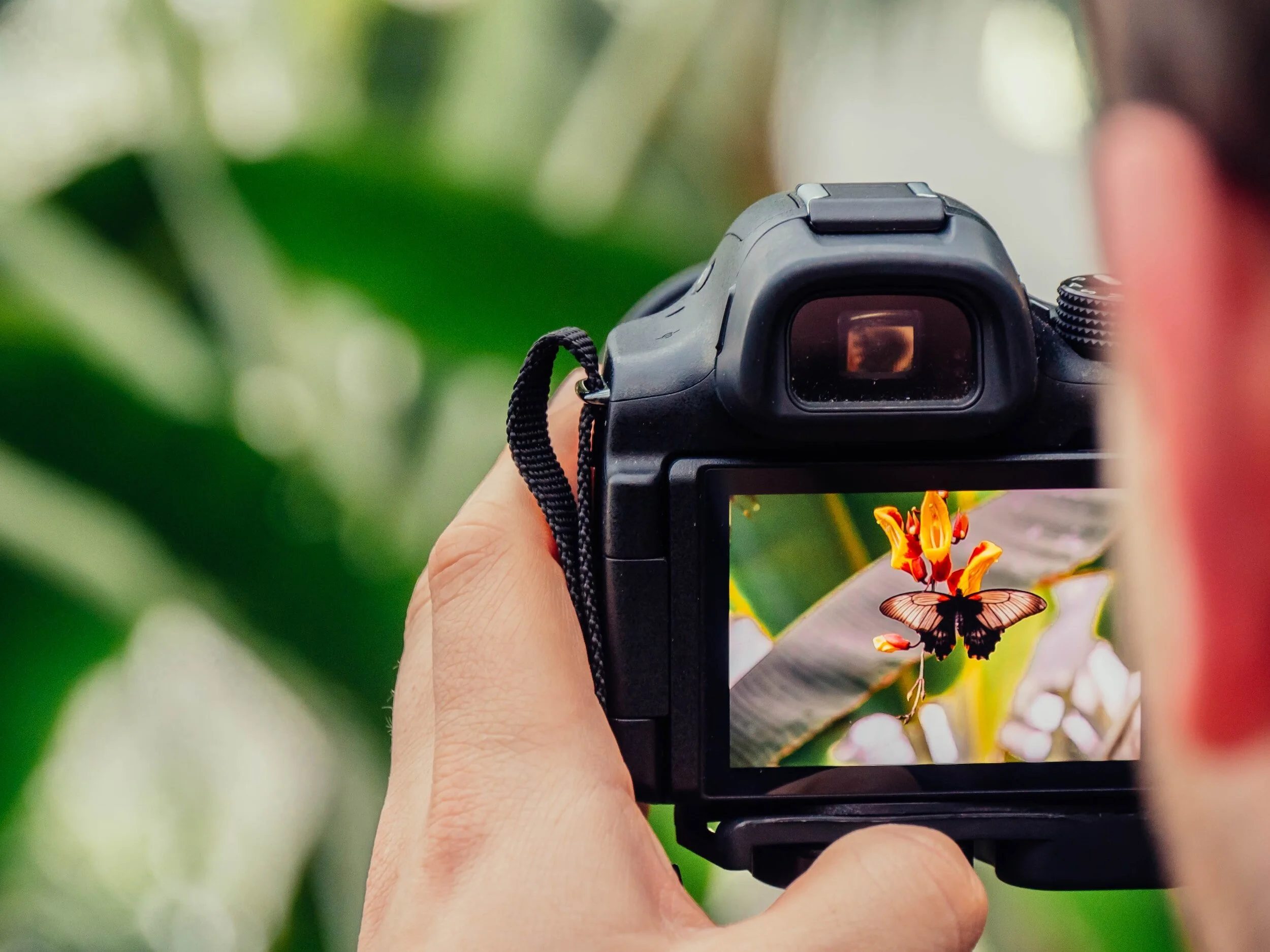 Top 5 Mirrorless Cameras for Wildlife Photography