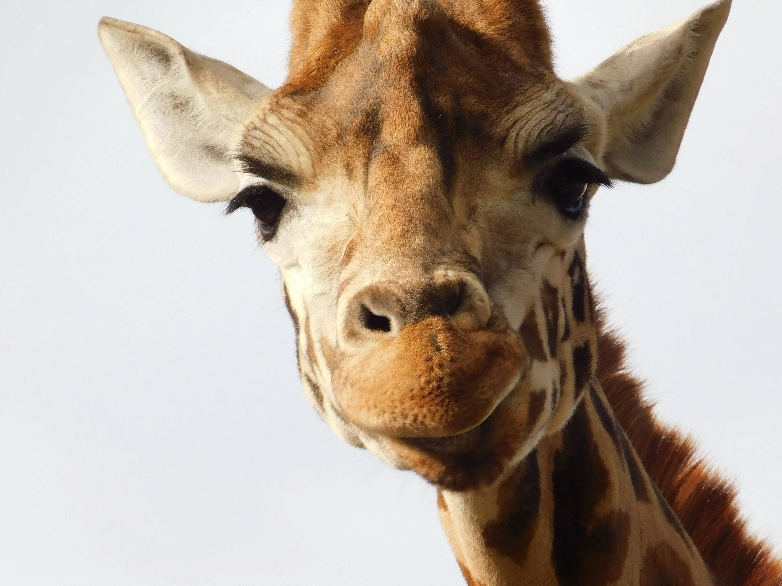 5 Fun Facts About the Giraffe