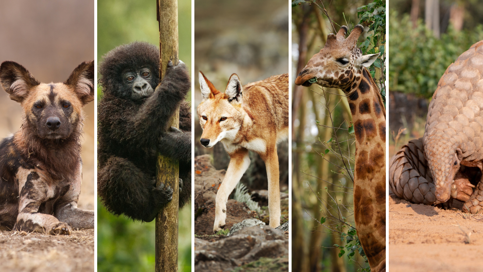 Africa’s Vanishing Wonders: 10 of the Most Endangered Species 