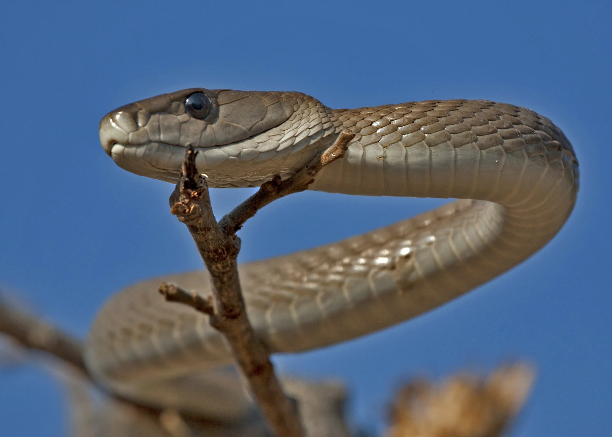 The Black Mamba: 5 Fascinating Facts