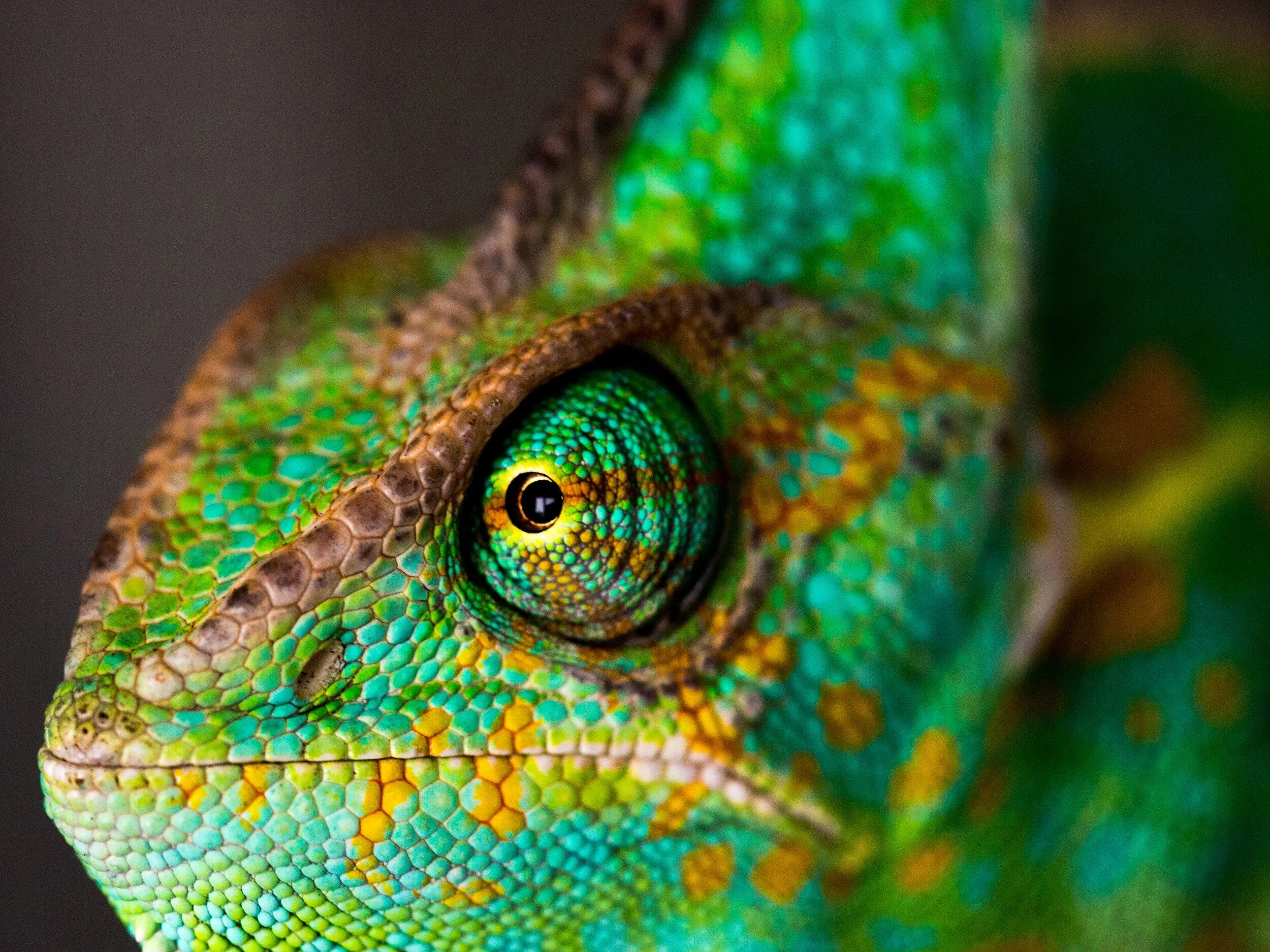 5 Fun Facts About Chameleons: Dive into their Mesmerising World! 